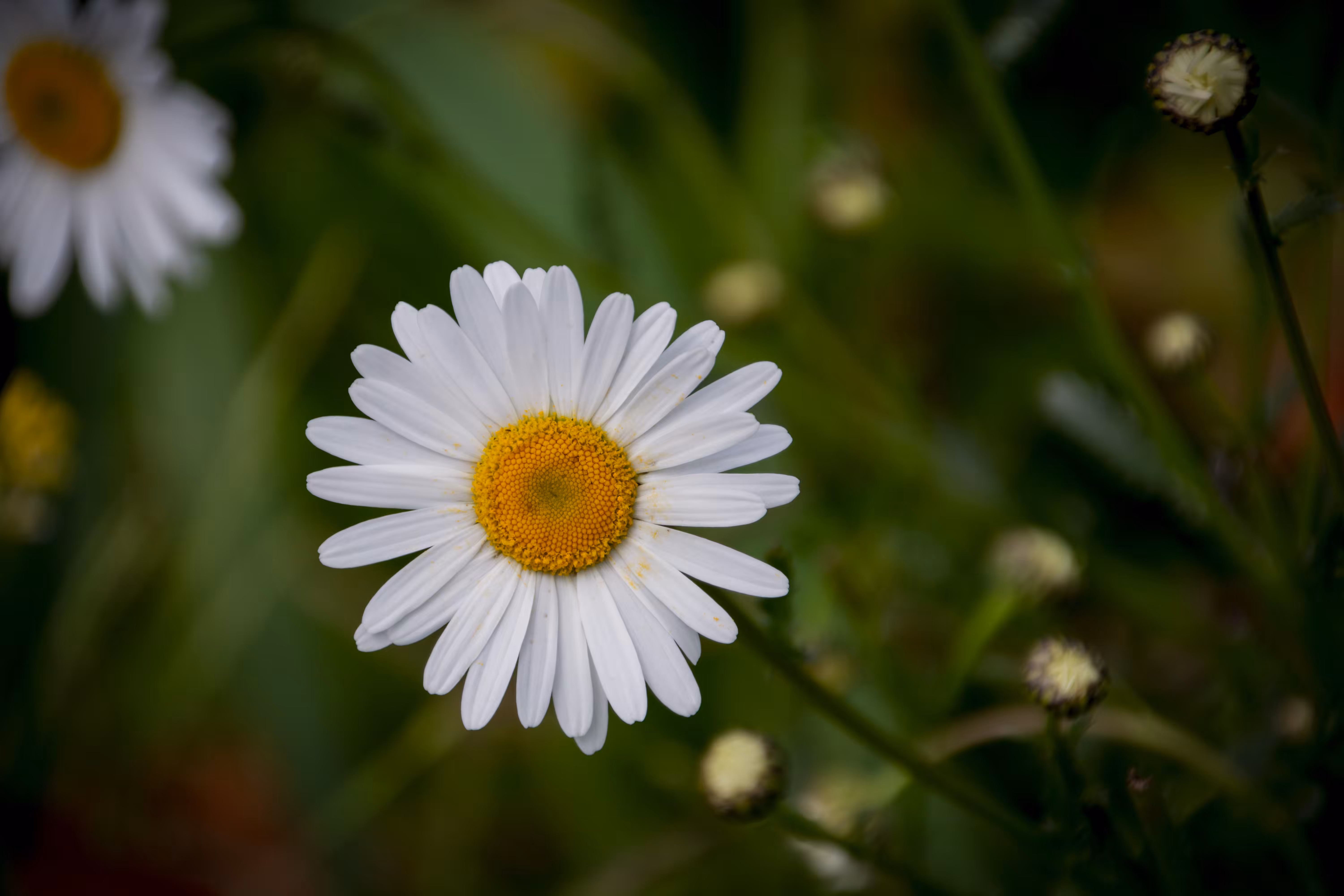 Sweet Daisy