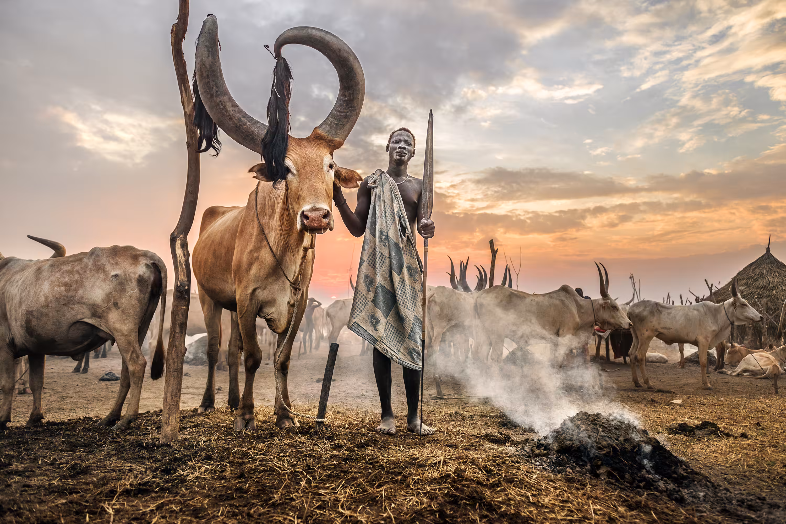 The King of the Cattle