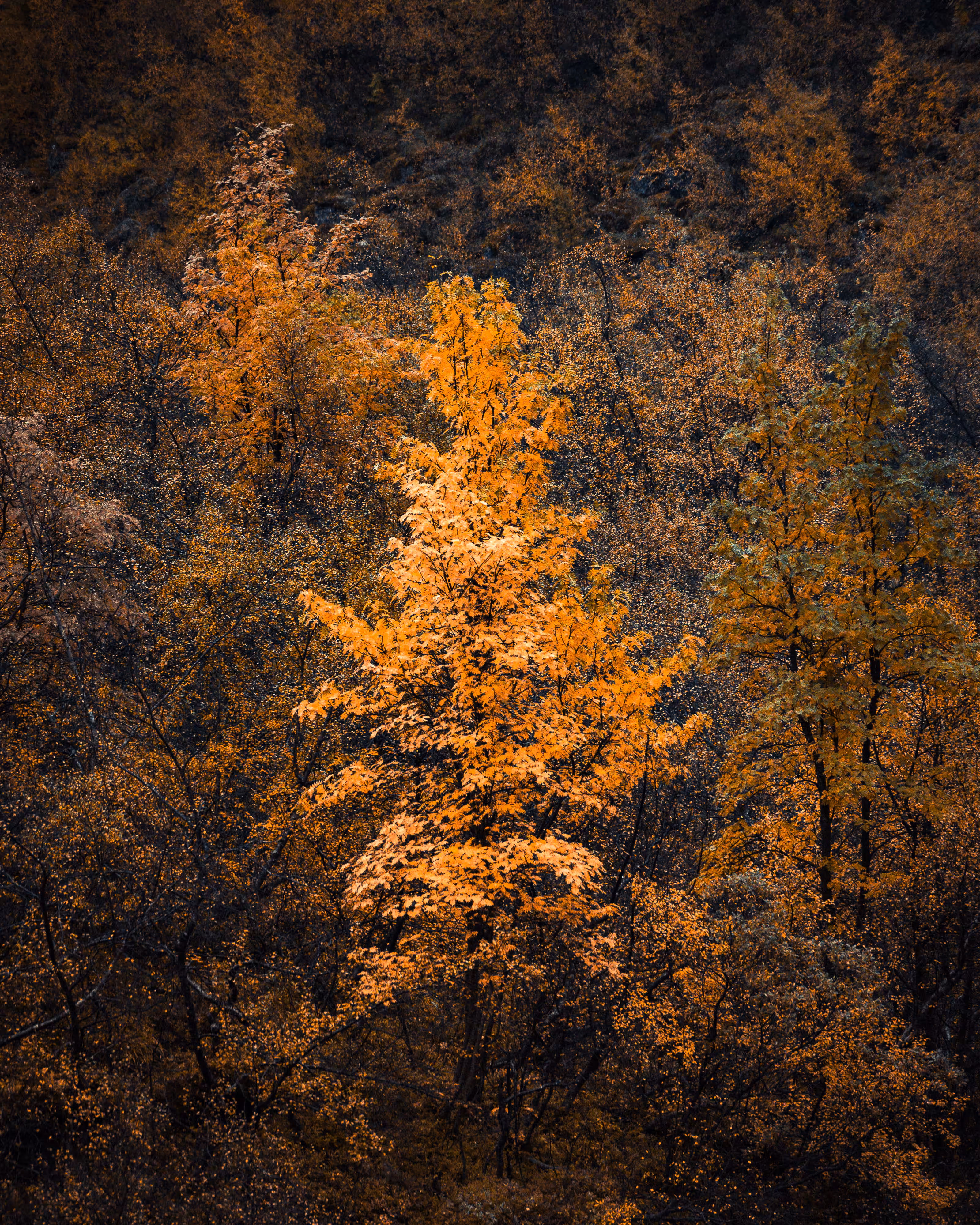The Burning Grove III