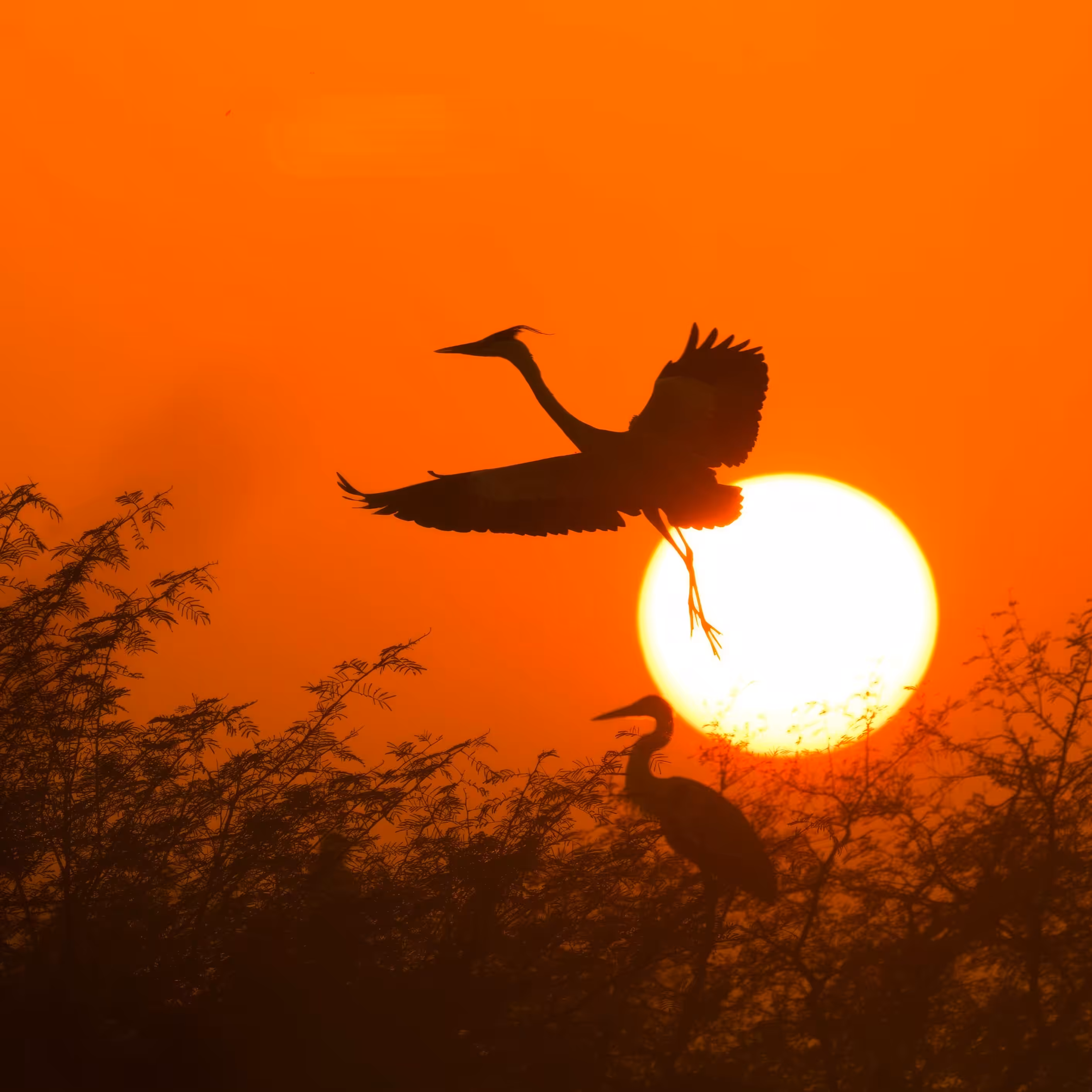 Sunset Flight