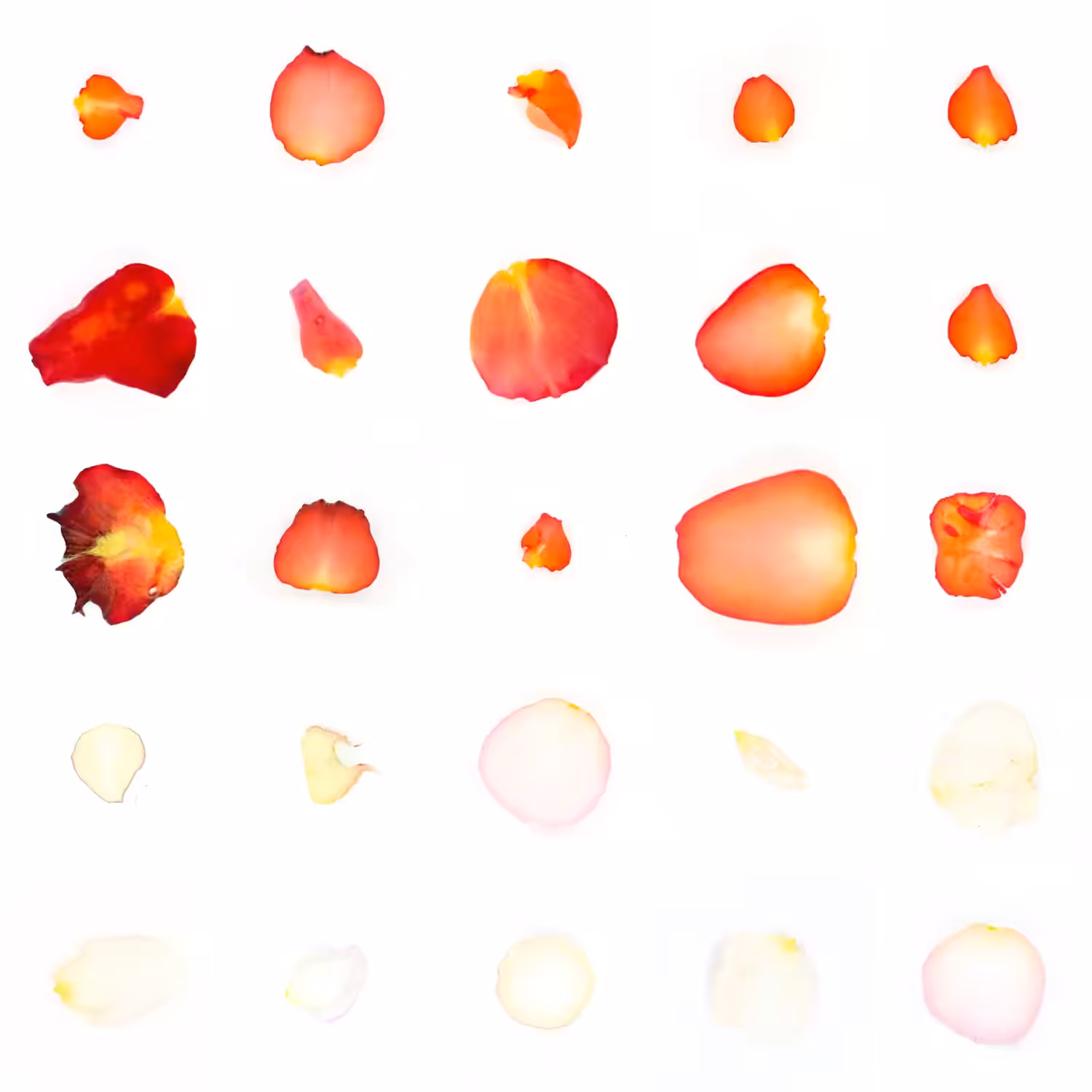 Infinite Petals 5x5#20826