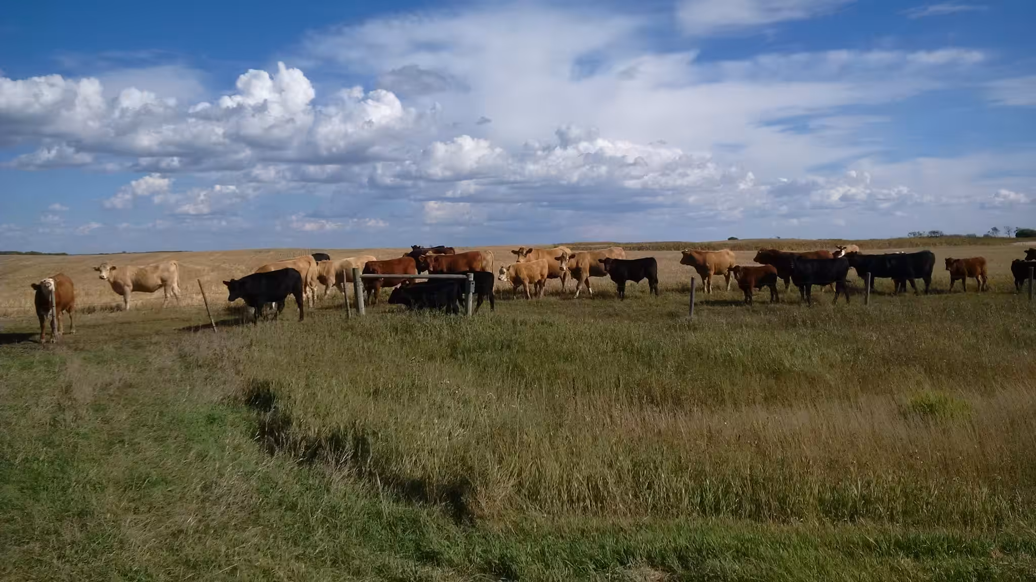 Herd