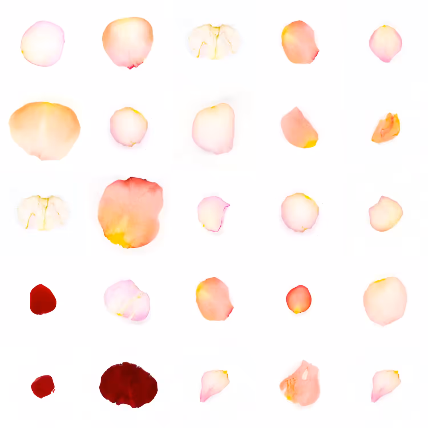 Infinite Petals 5x5#20764