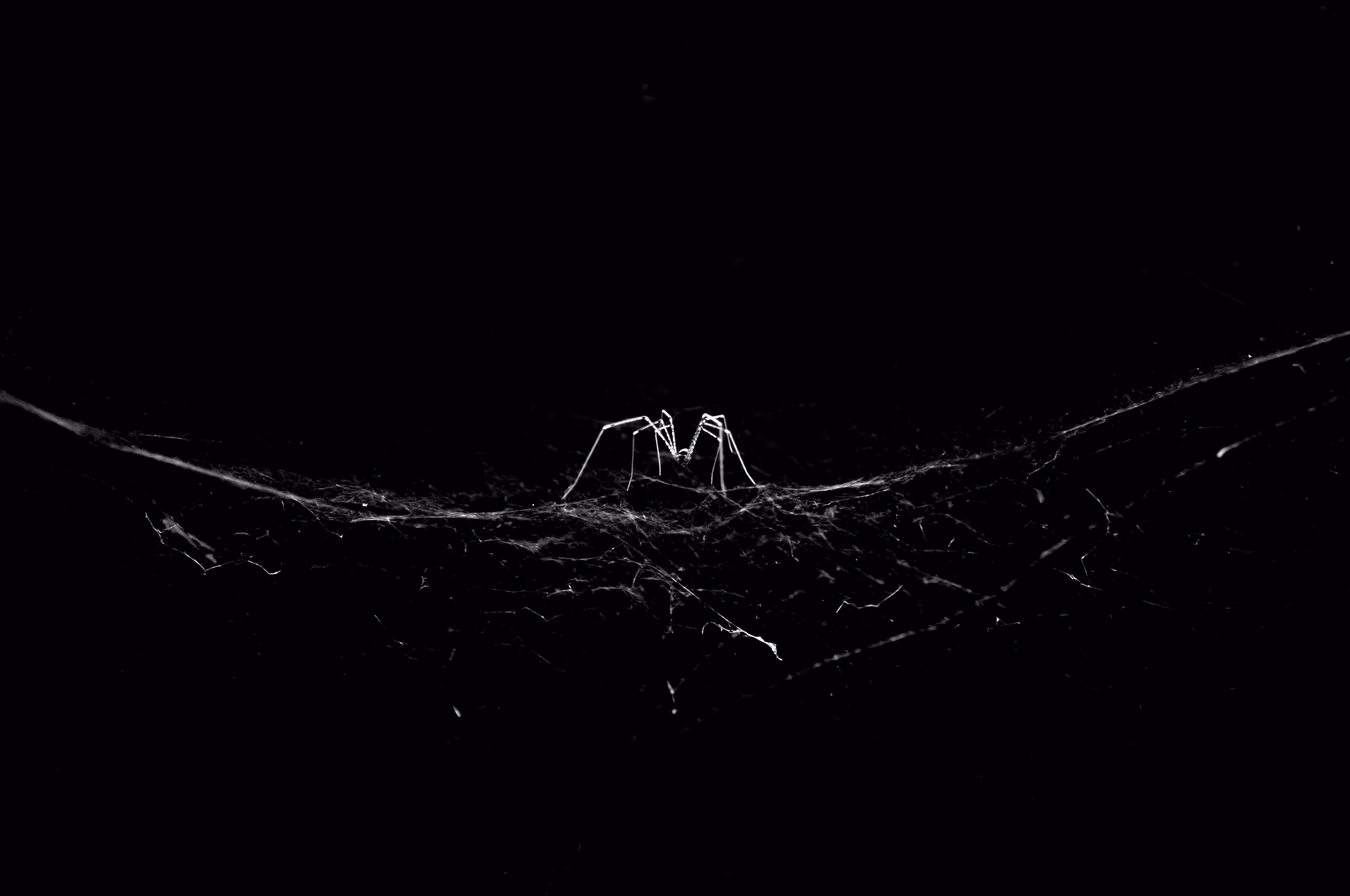 Beautiful spider on the web