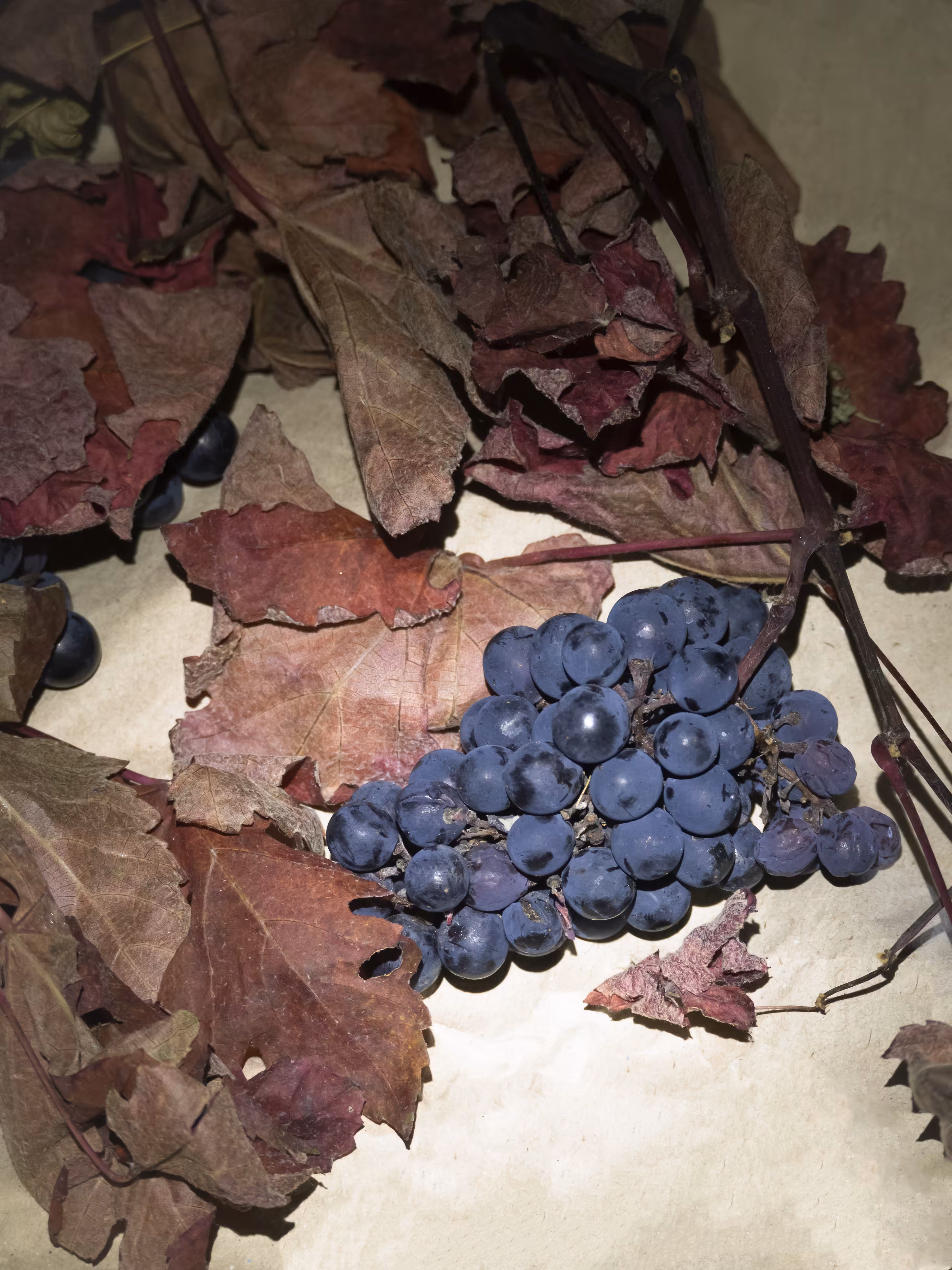 Bacchus
