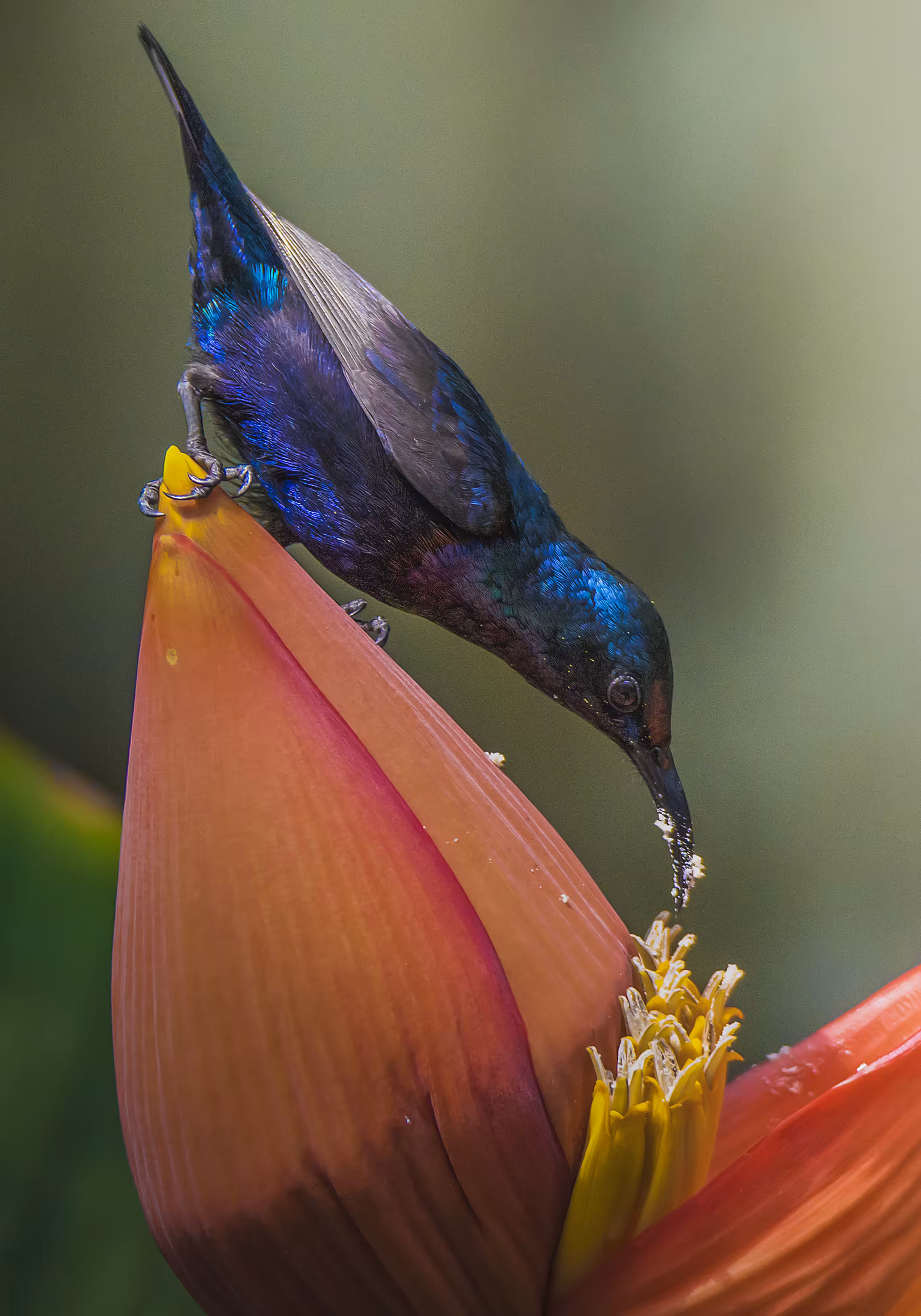 Purple Sunbird 