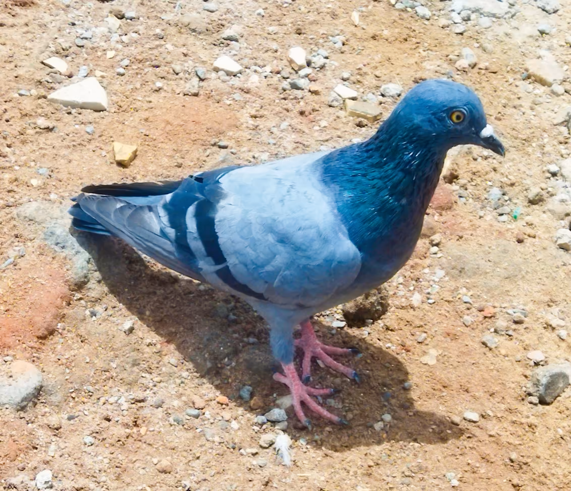 Racing Homer Pigeon