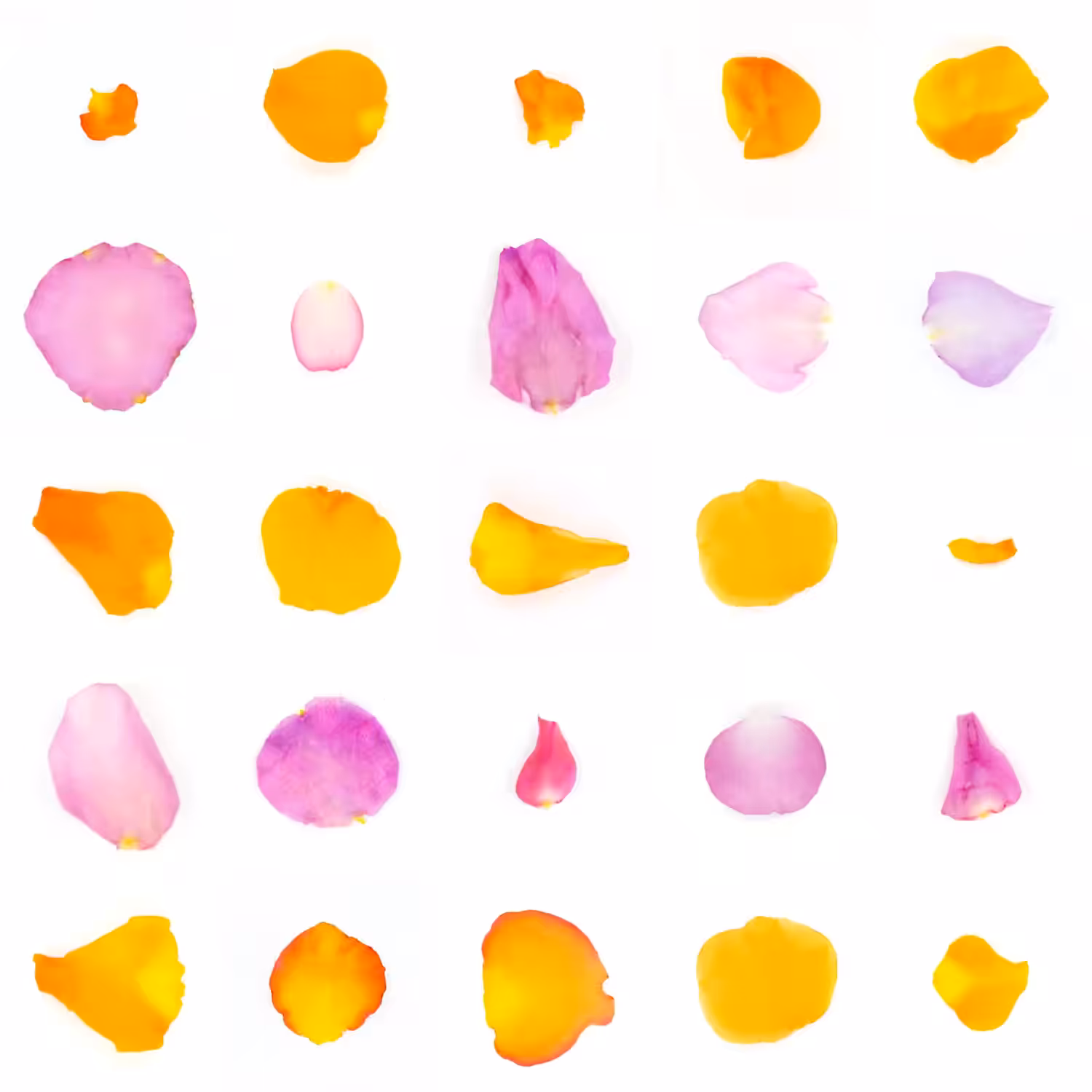 Infinite Petals 5x5#1387