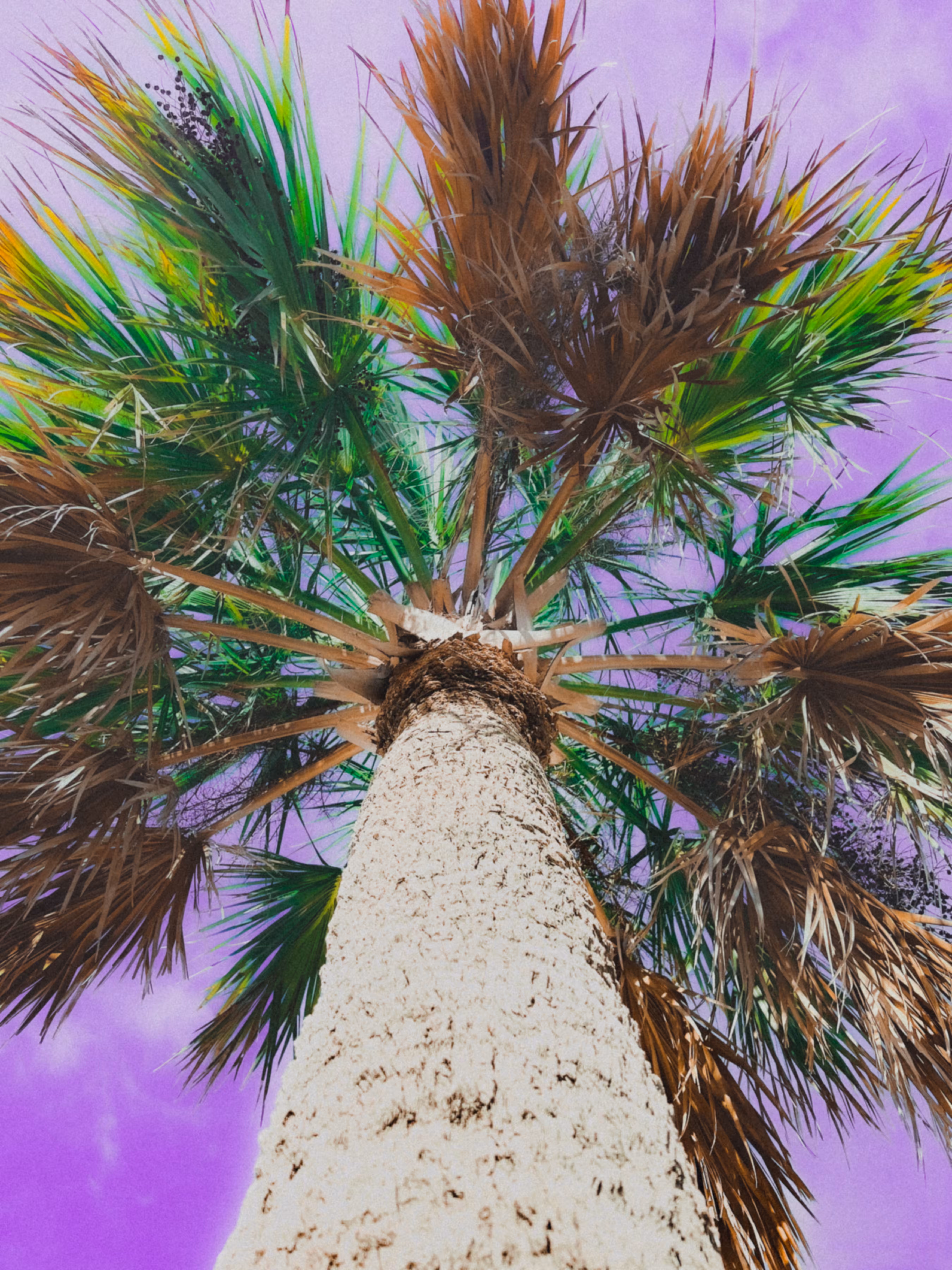 Palm