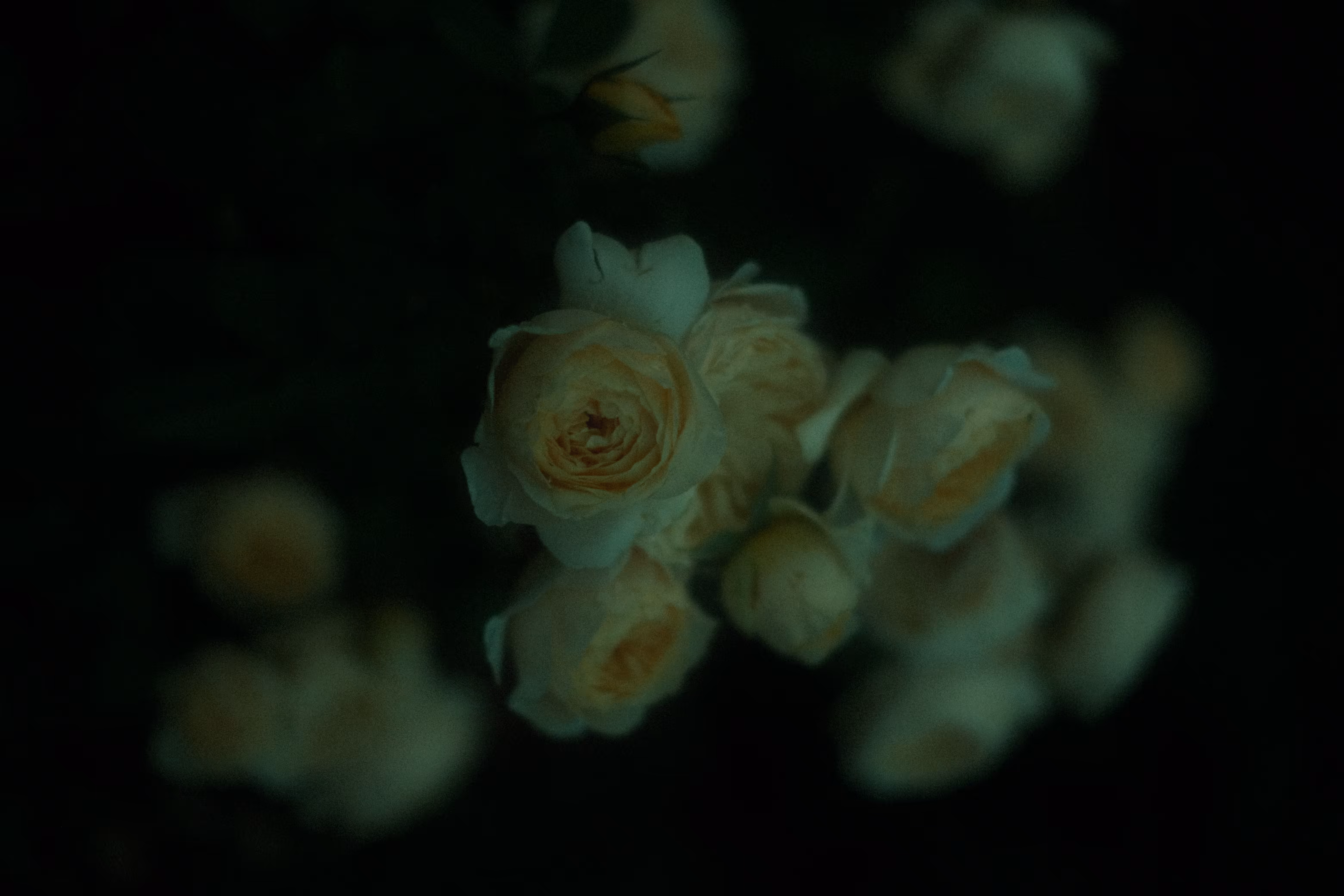 Roses🥀