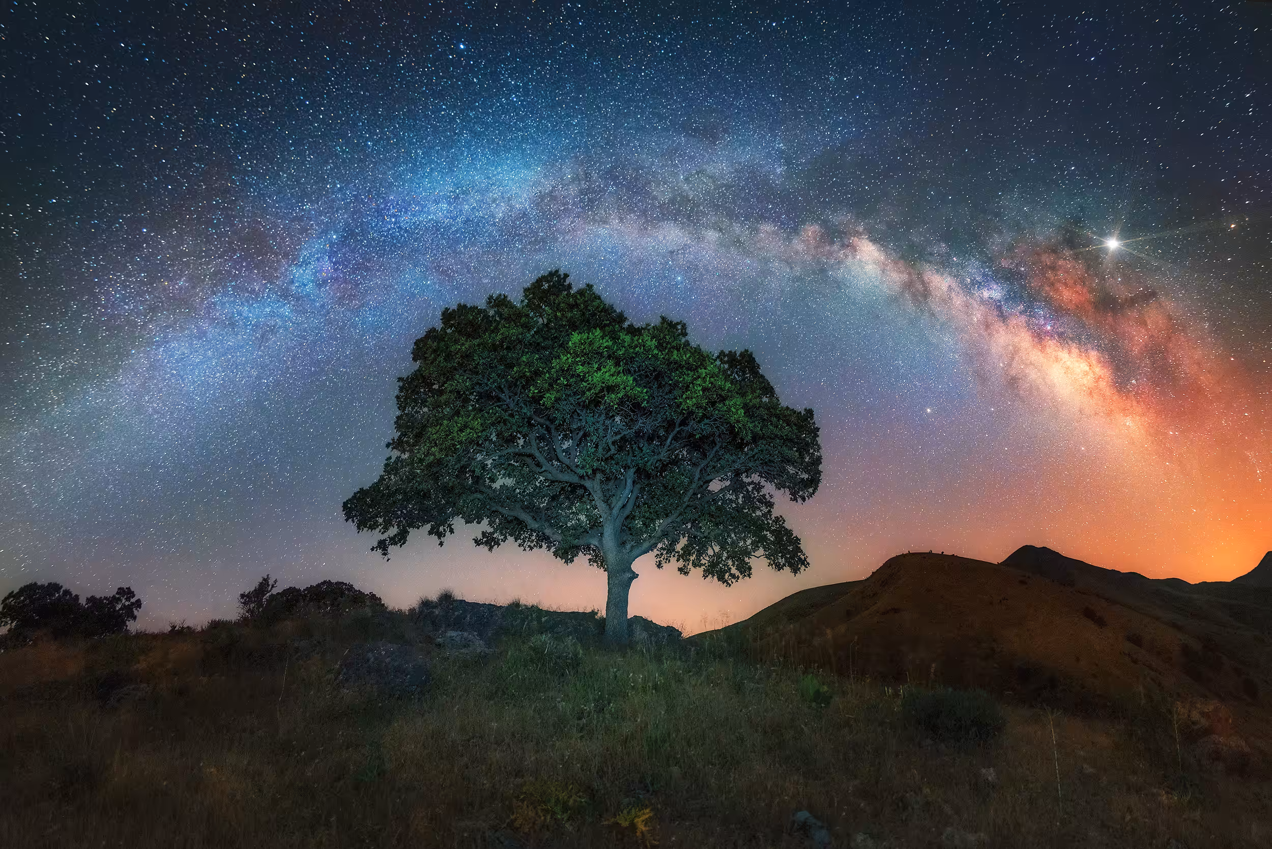 alone tree among milkyway