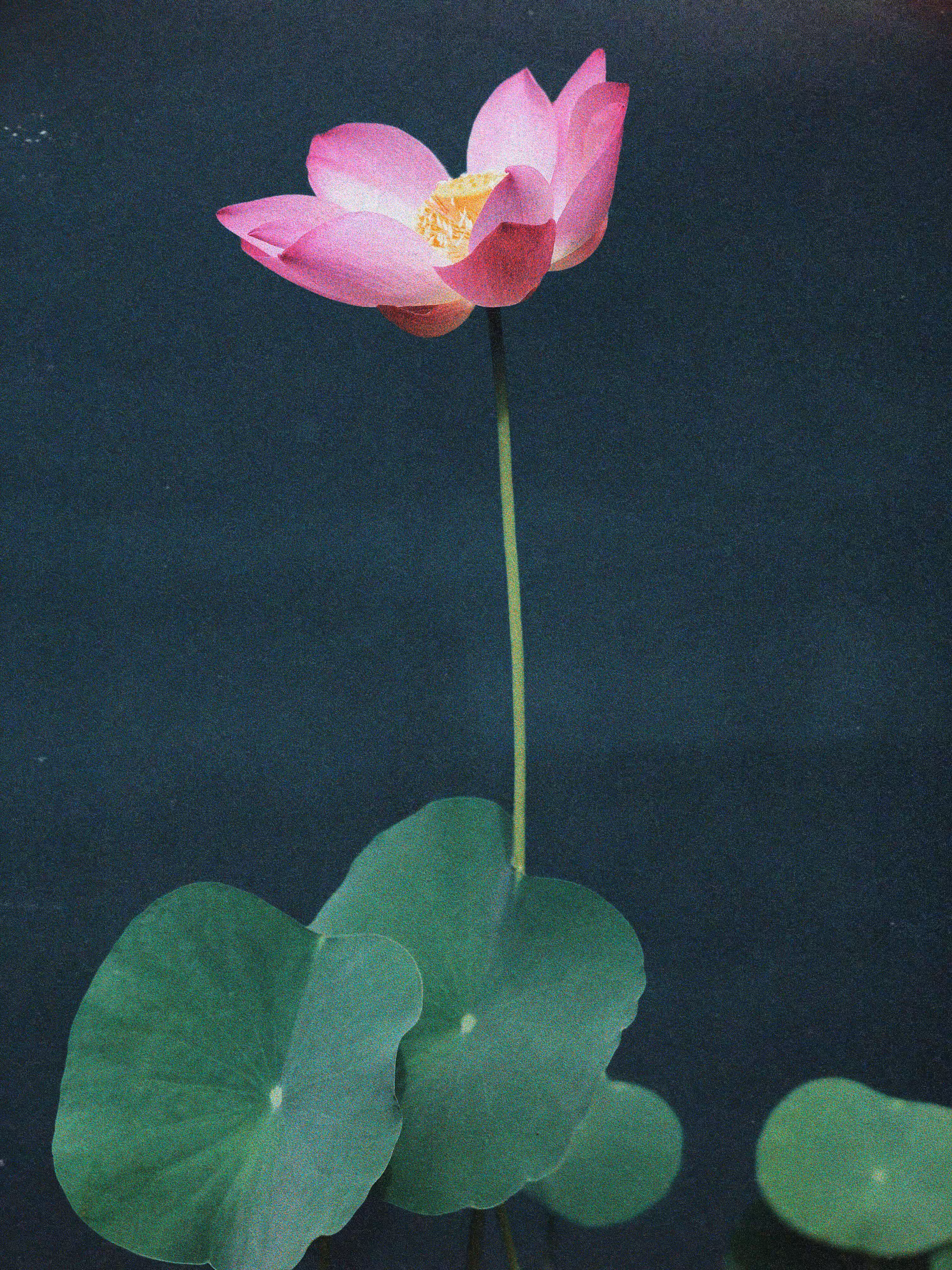 Blooming