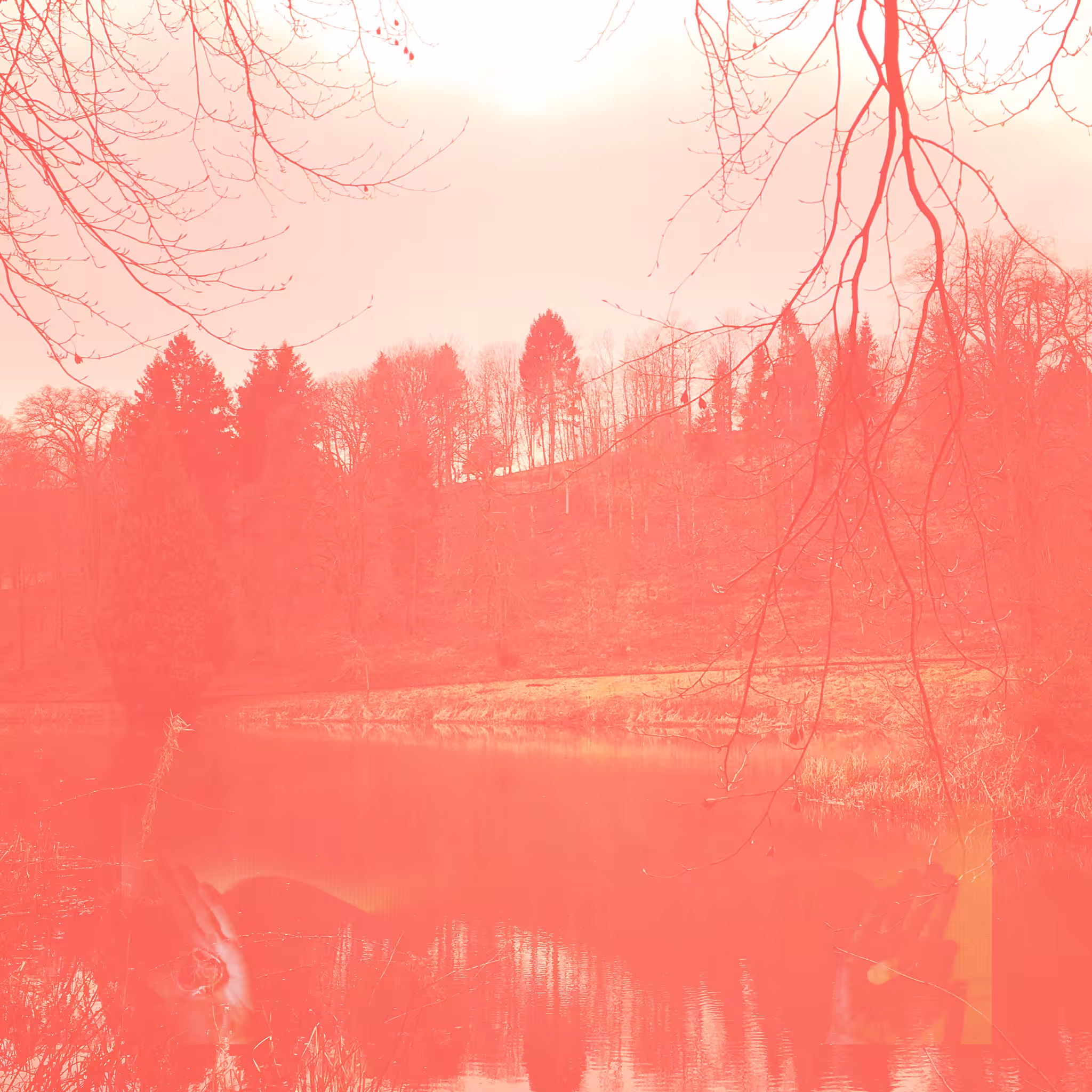 Magic Forest