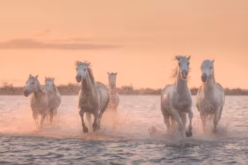 White Angels of Camargue #33