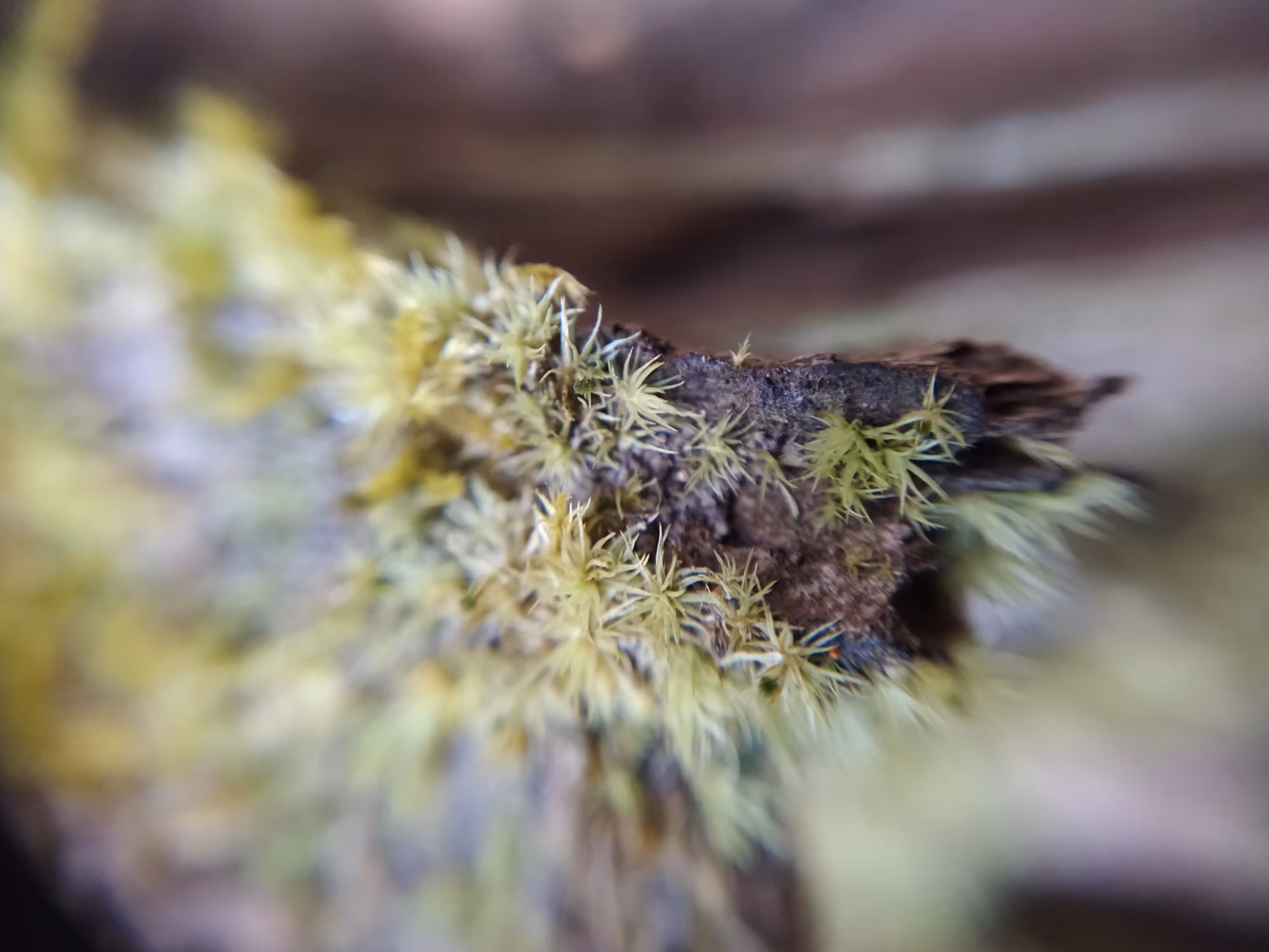 MicroNature #01