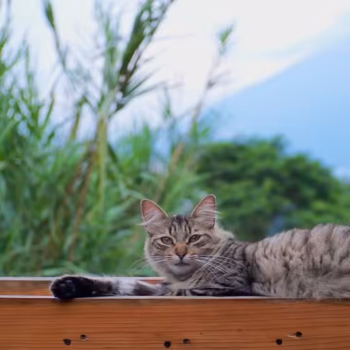 MOMENT #2 - Sleepy cat.