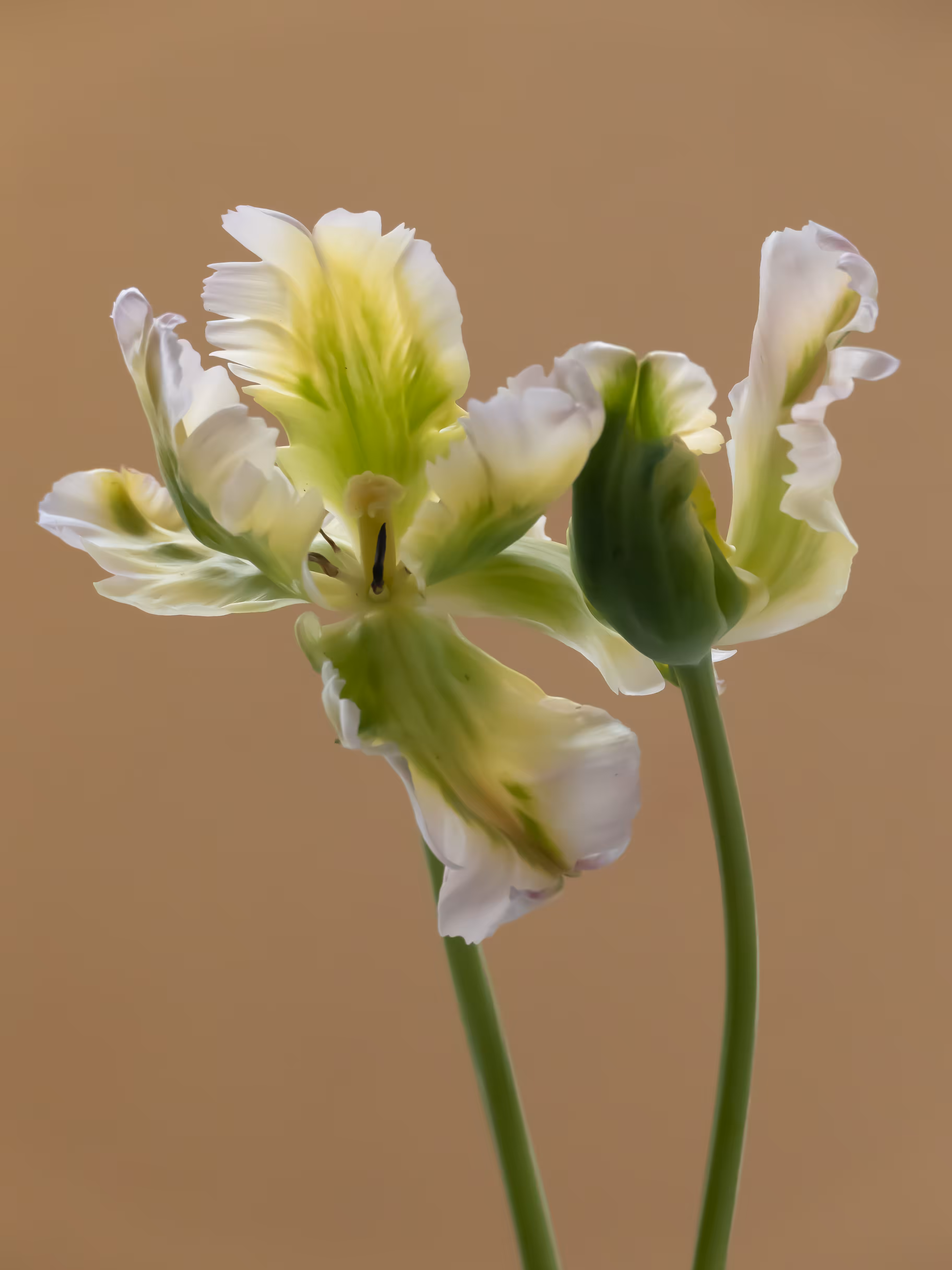 Tulip 1637 [11]
