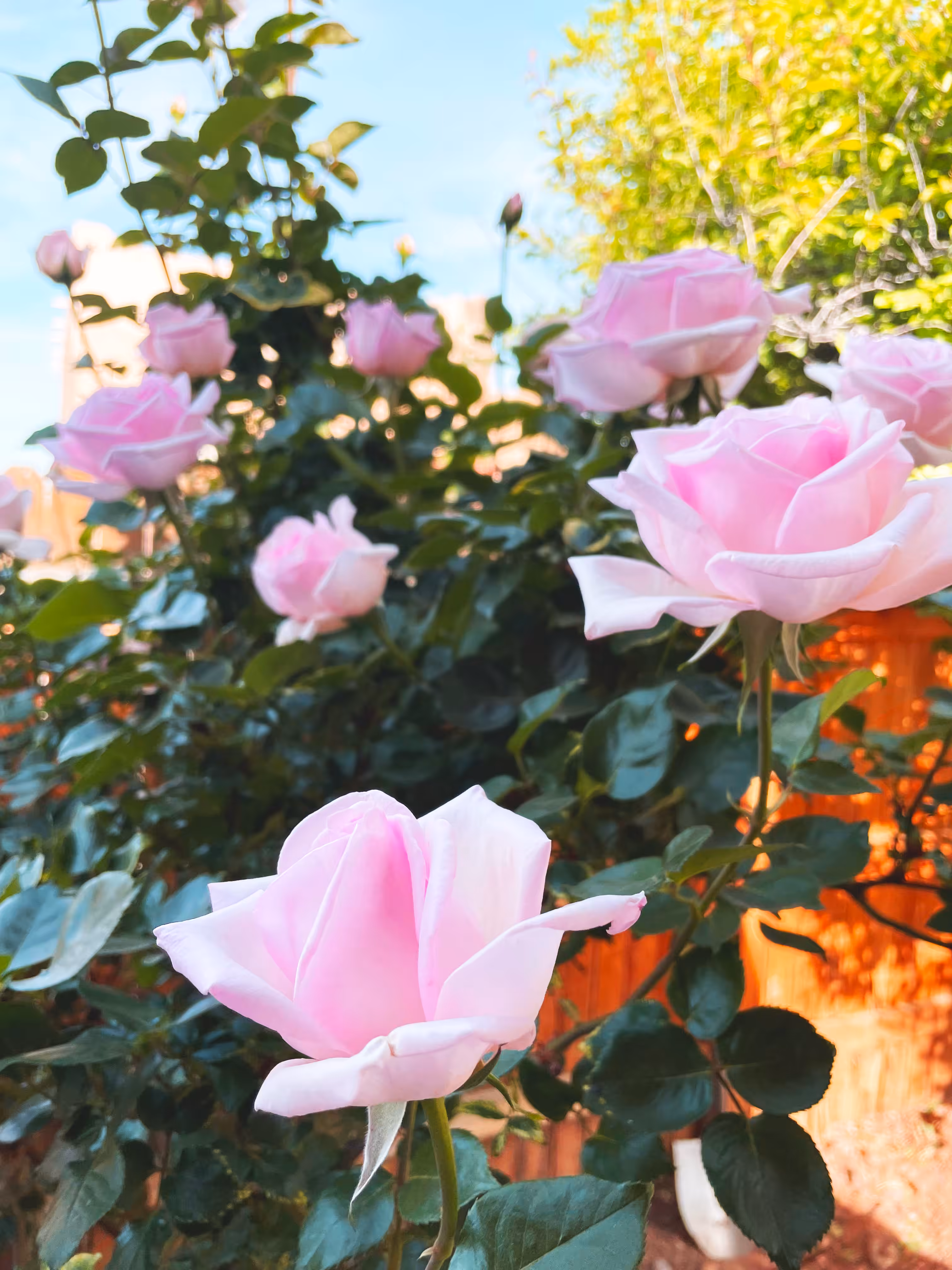 Pink Roses 22