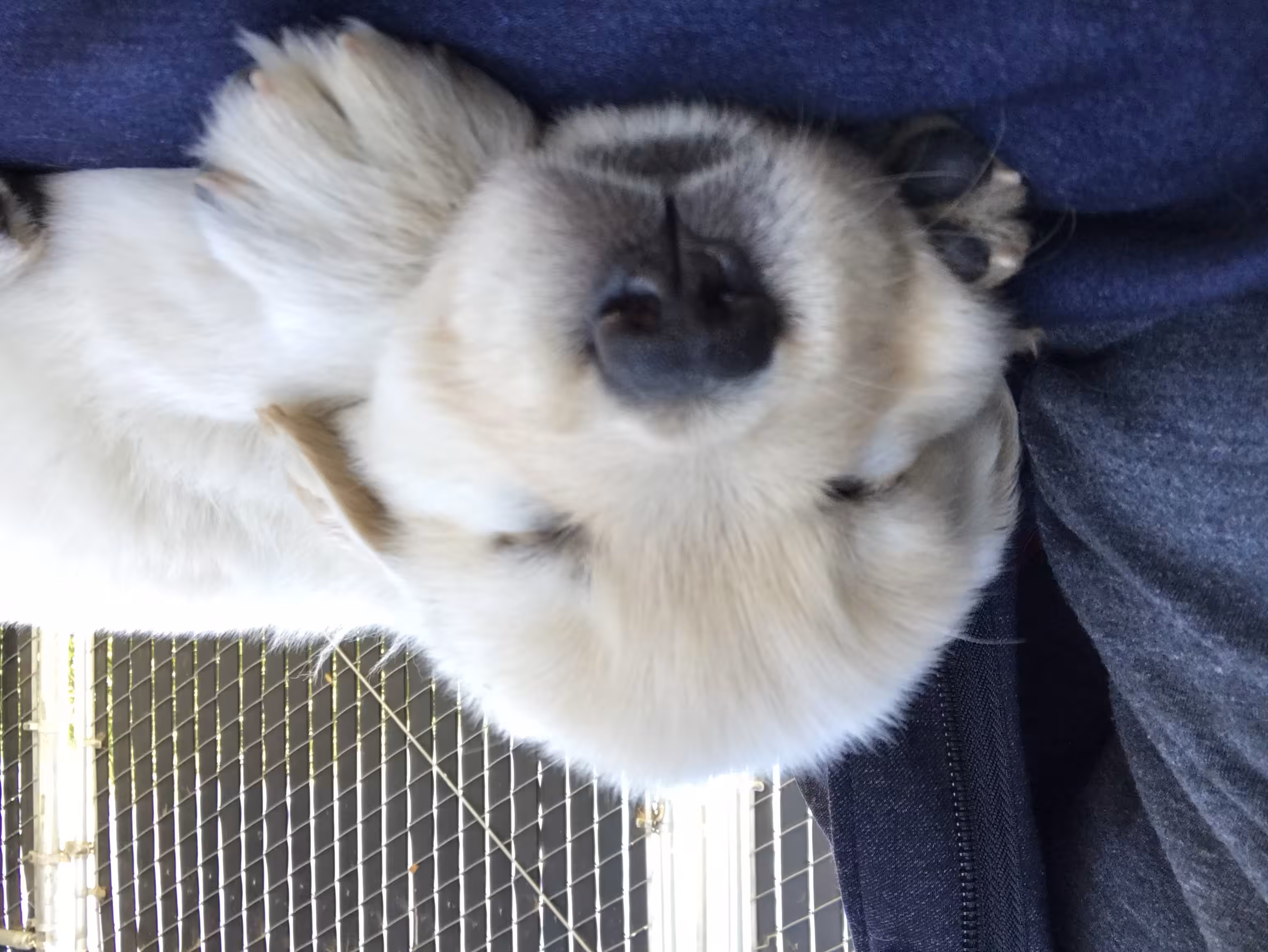 Baby porkchop_thegolden