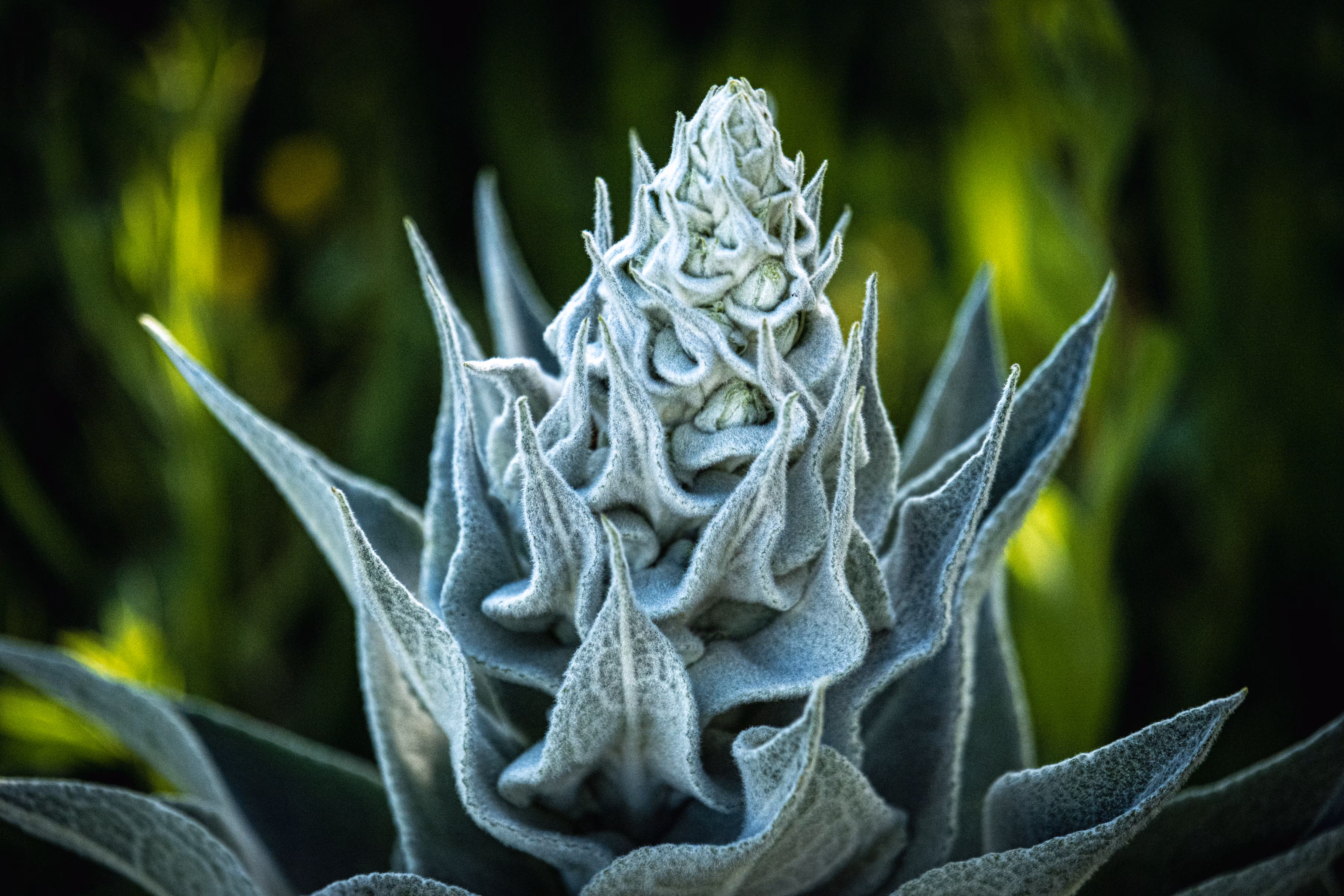 Alien Architecture