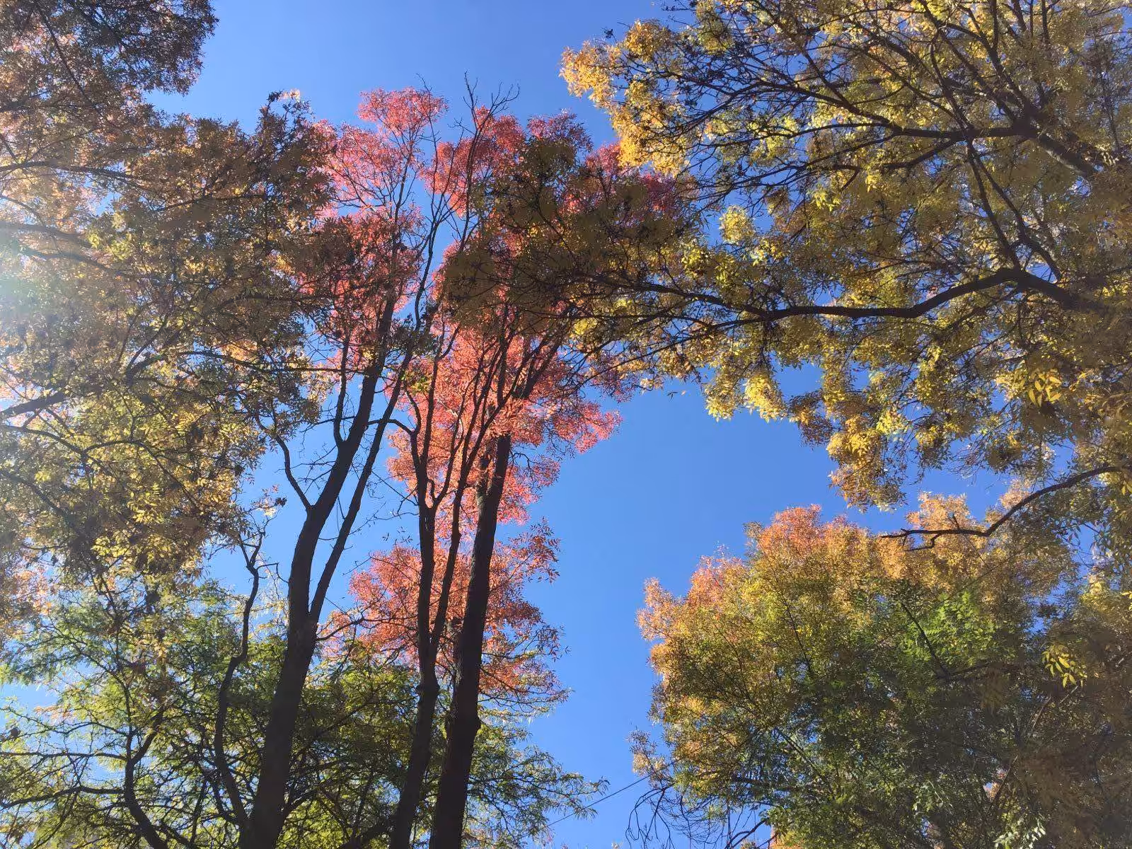 Waves of Time: Branches of Time