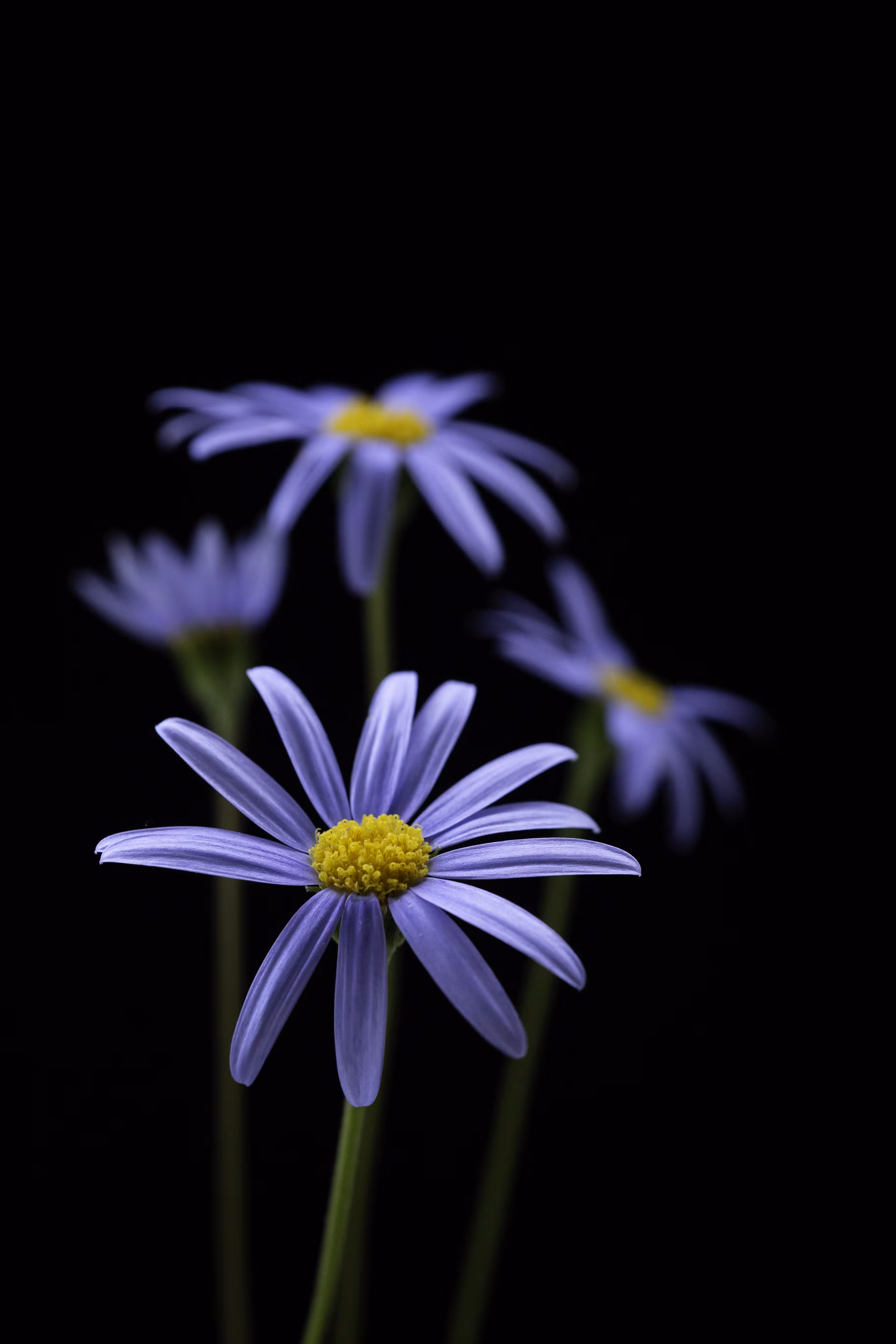 Petalicious