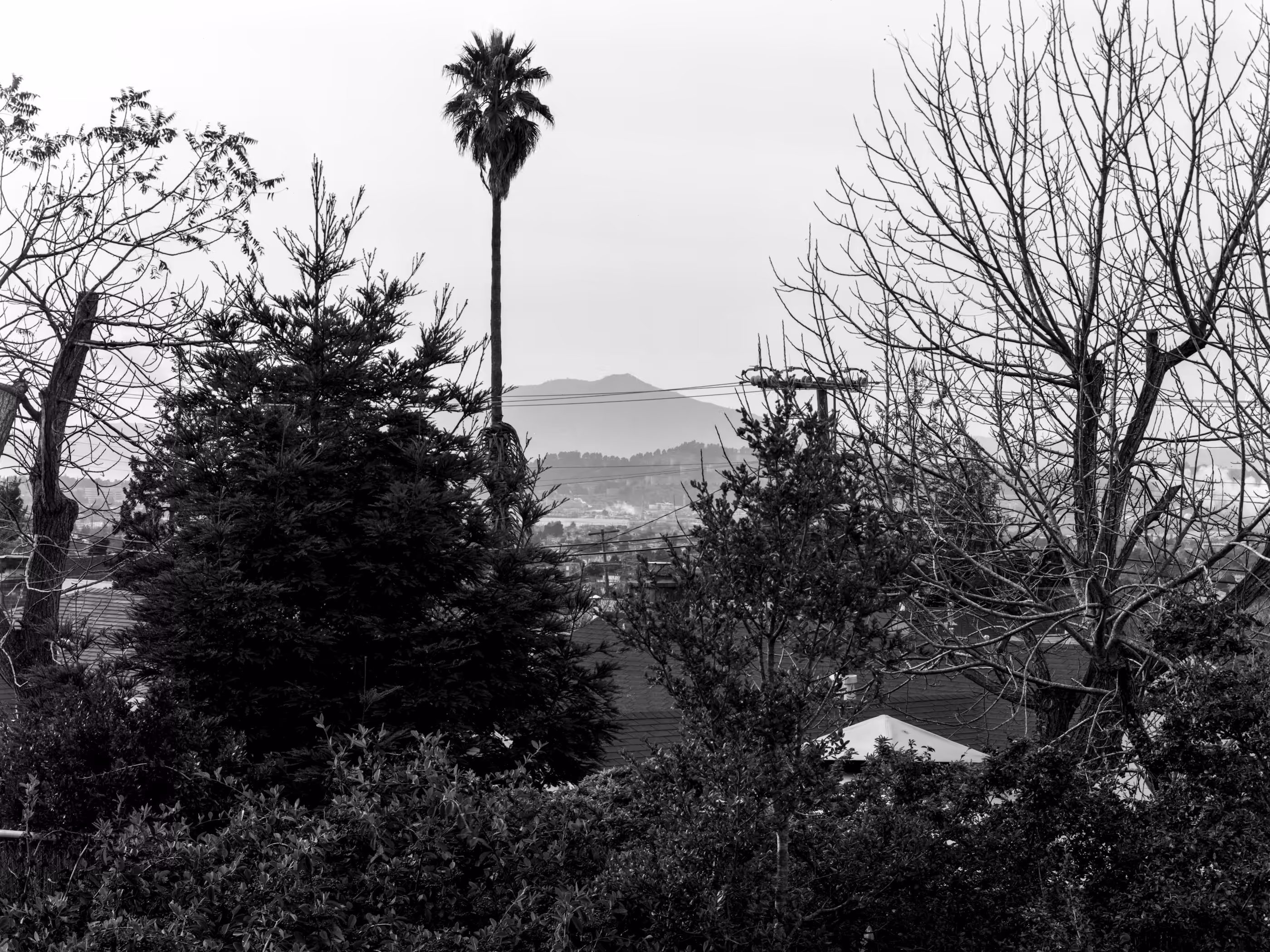 Mt. Tamalpais from McBryde Avenue