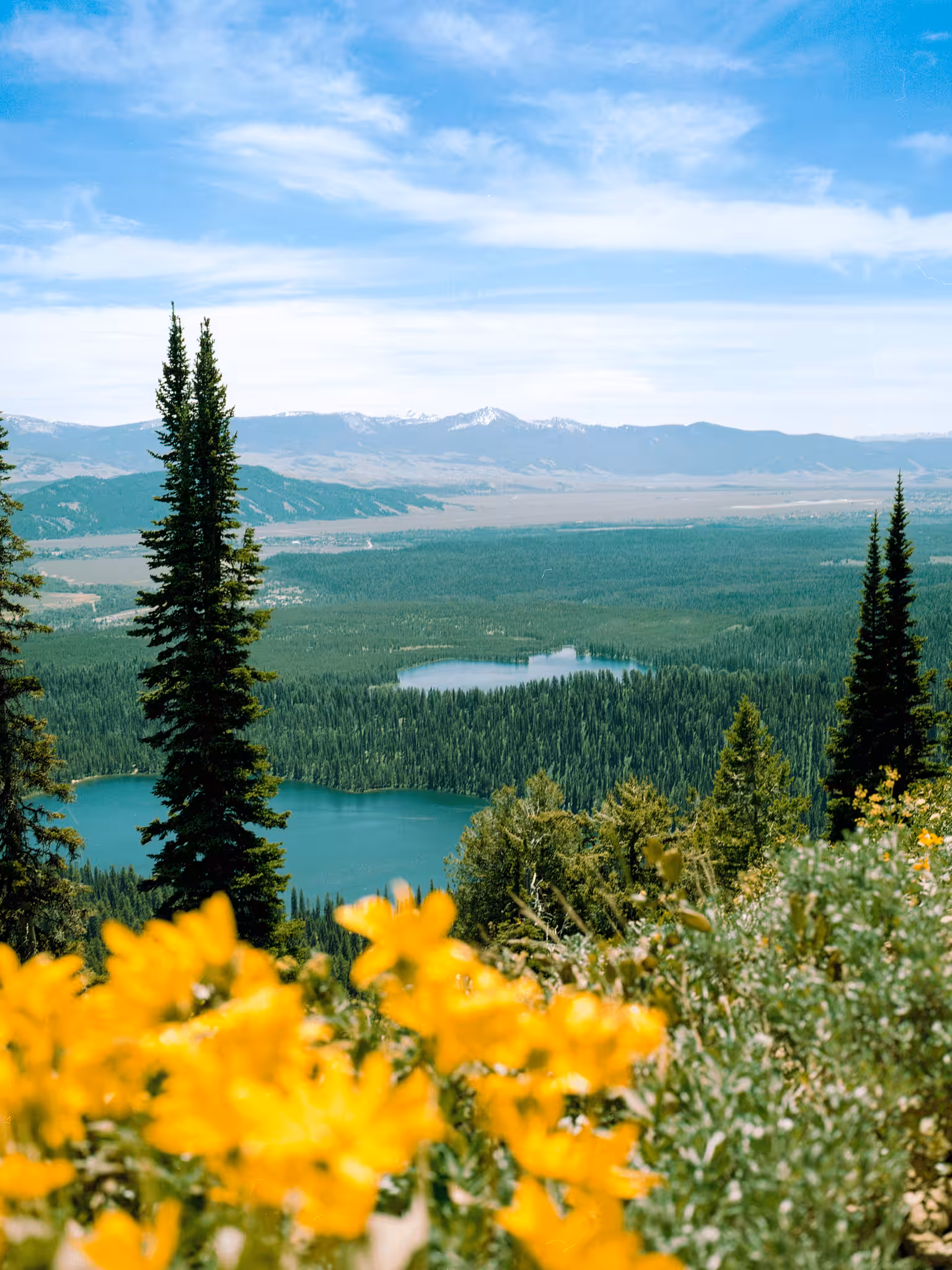 Borrowed Time #02 - Wildflower Wyoming