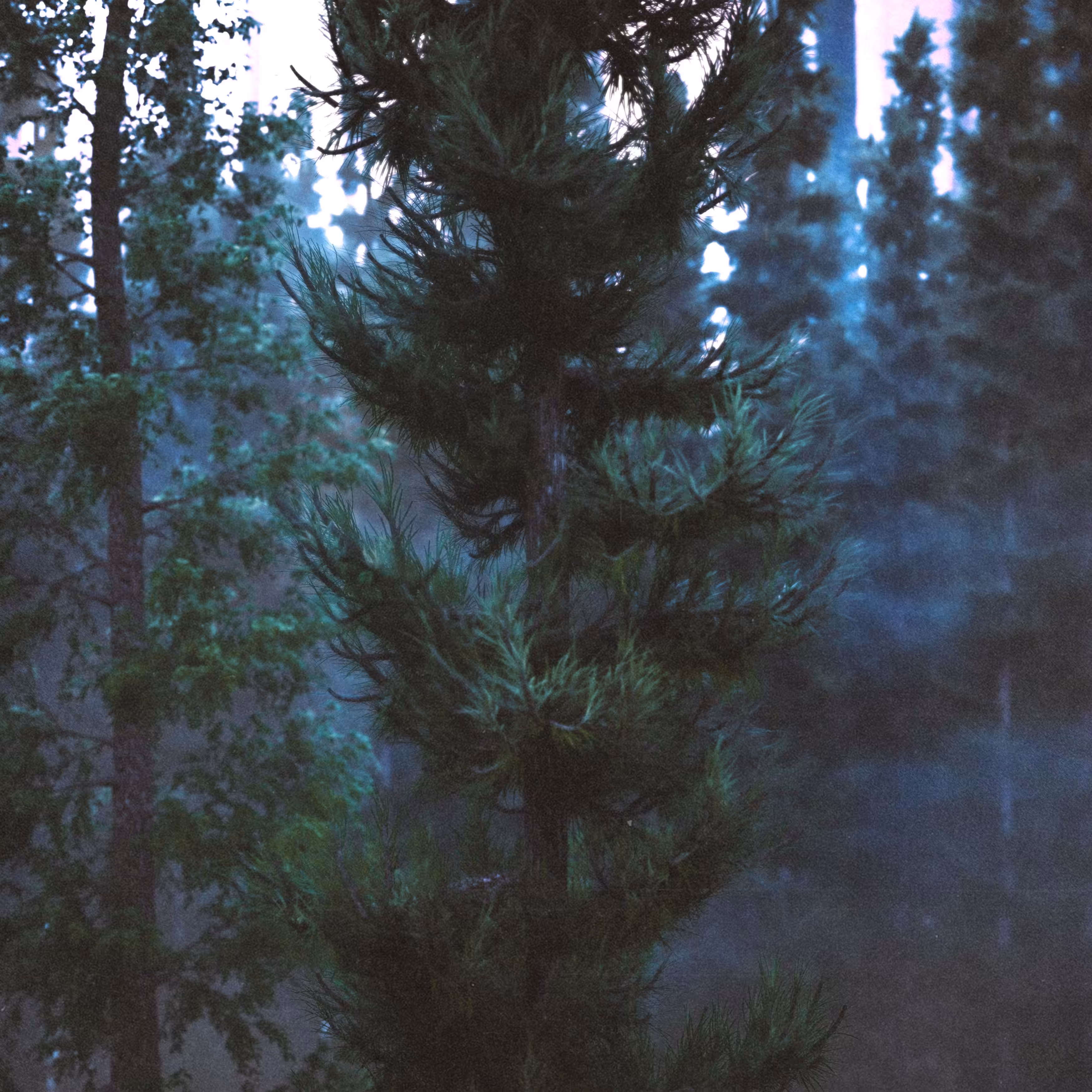 {LND] morning fog_1of3