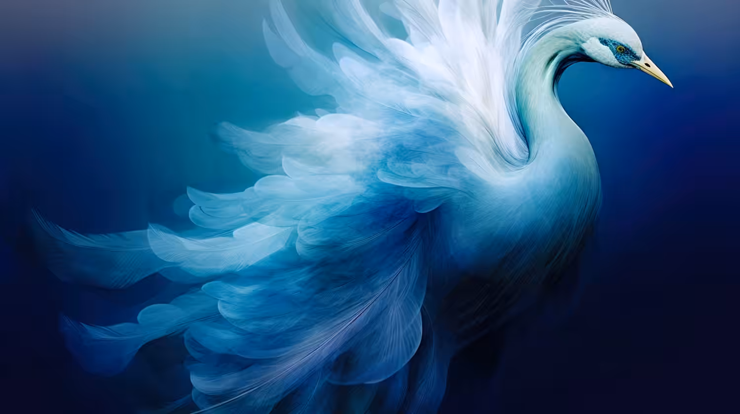 Pavo