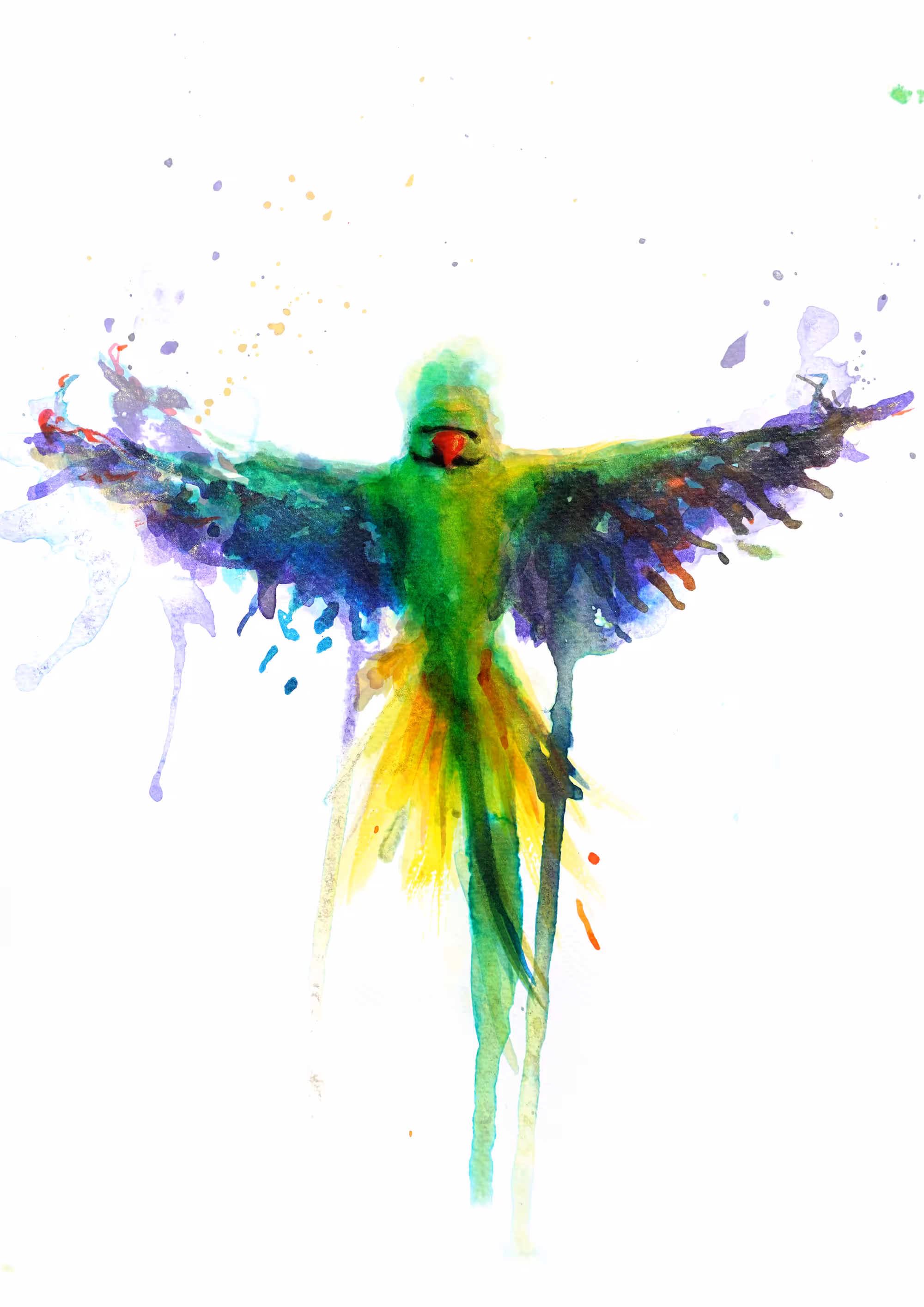 Parakeet Swooping