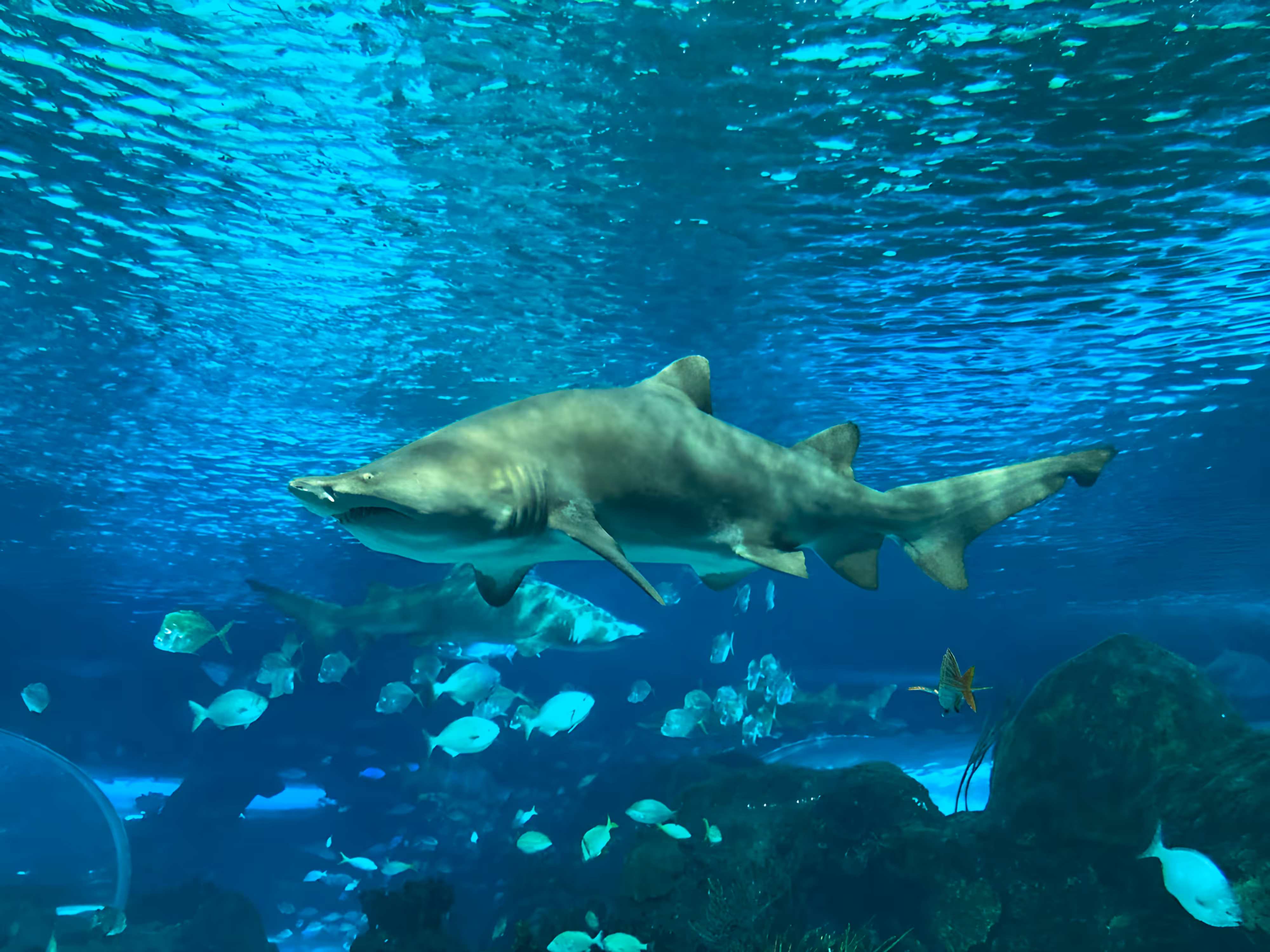 Shark Tank #2