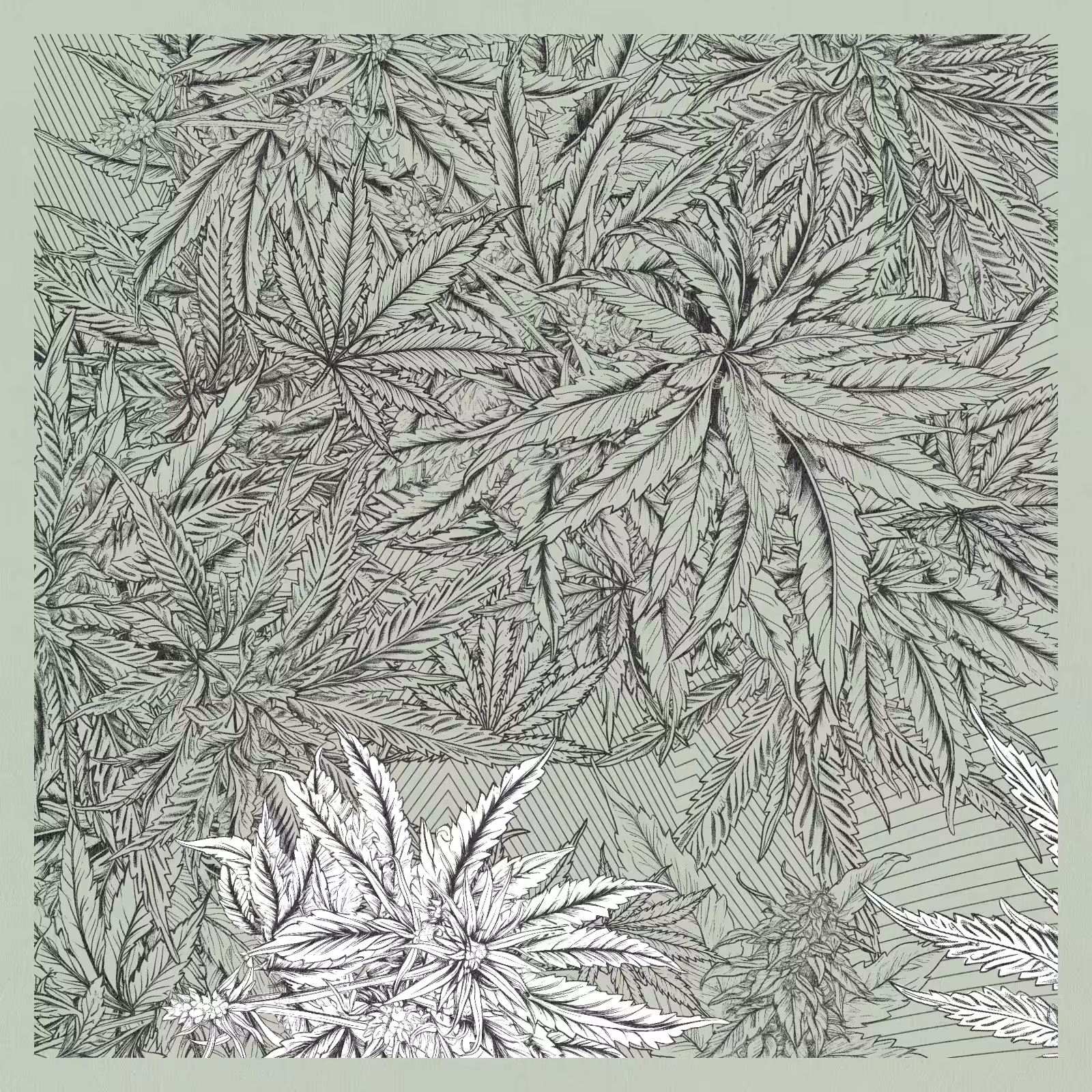 zancannabis #39