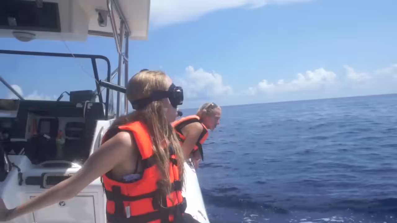 Actual Whaleshark :://:: Isla Mujeres 
