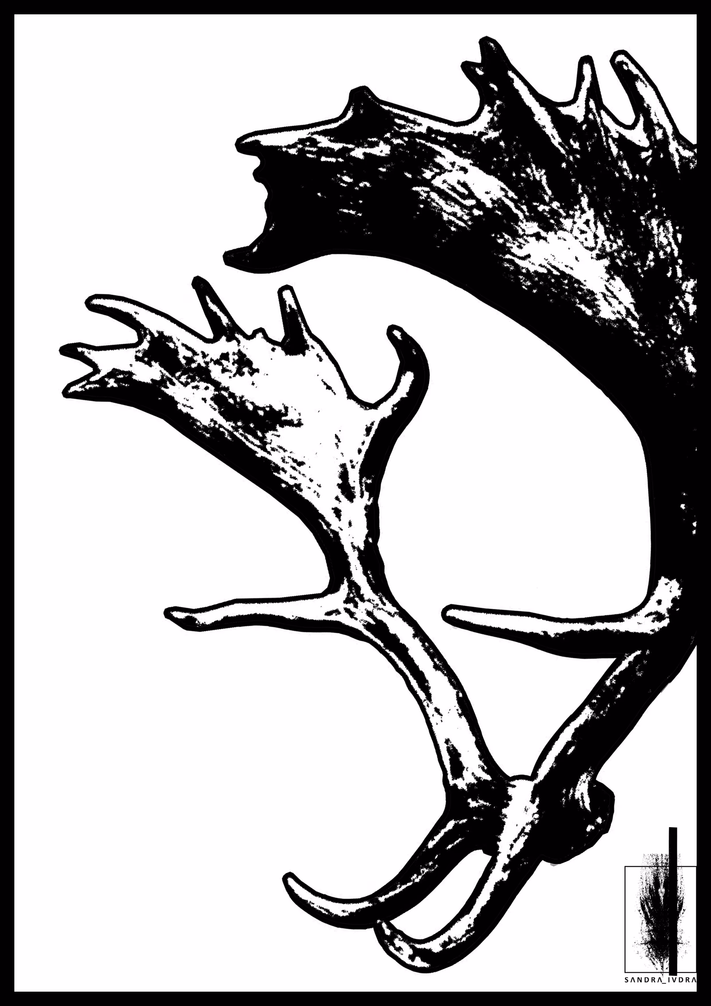 holy moose antler