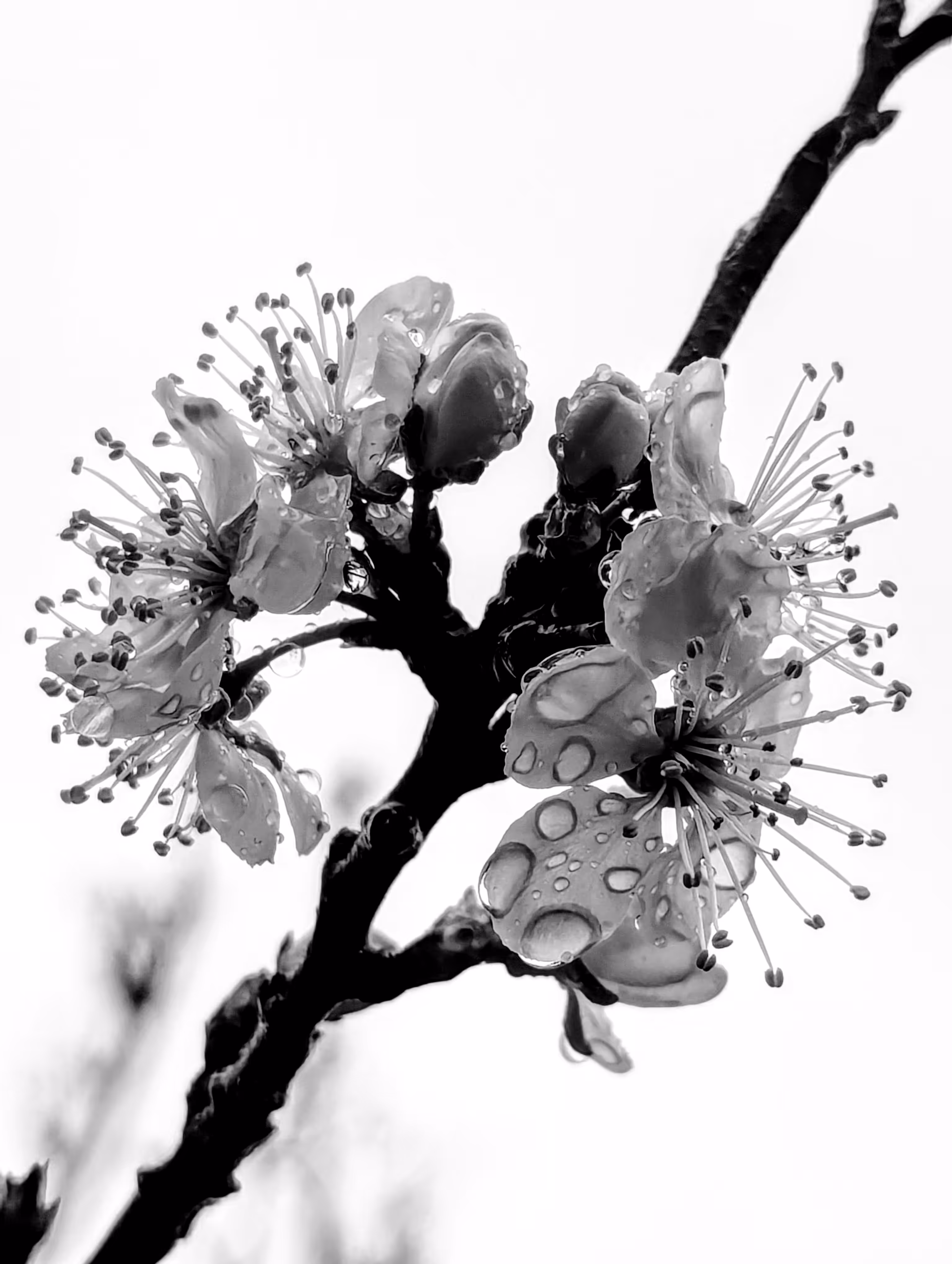 Glorious greengage 