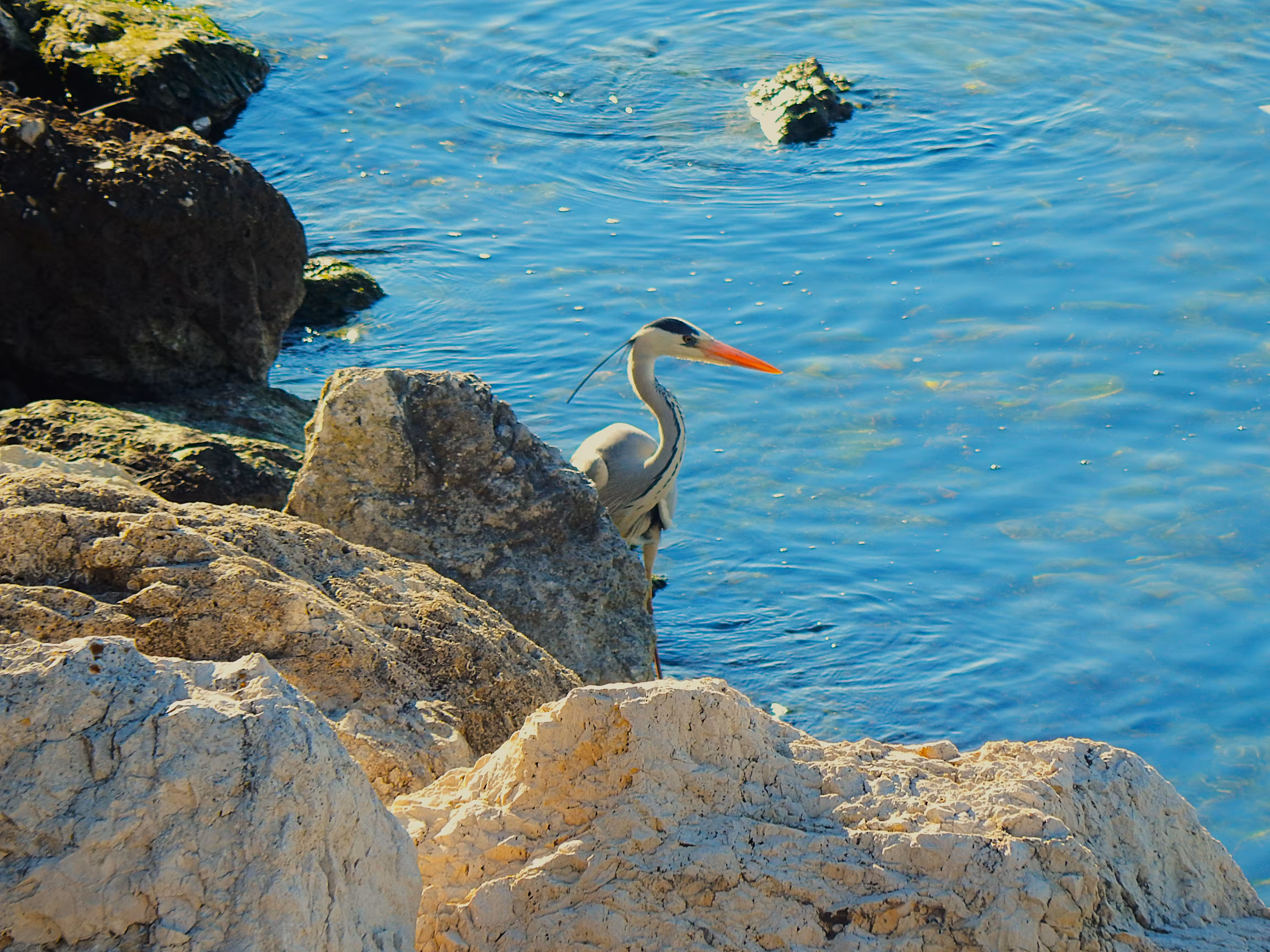 Great Blue Heron