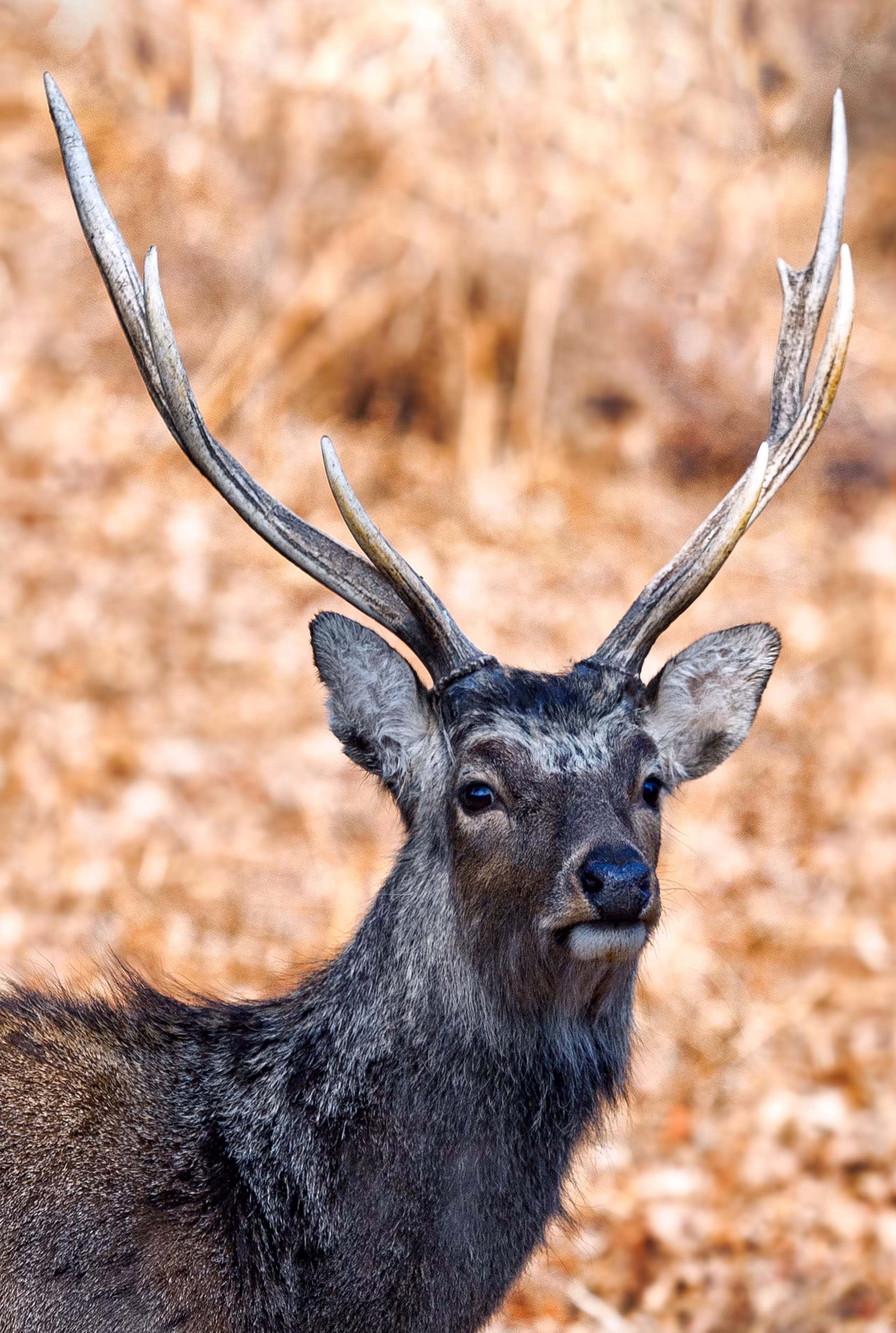 Stag Portrait