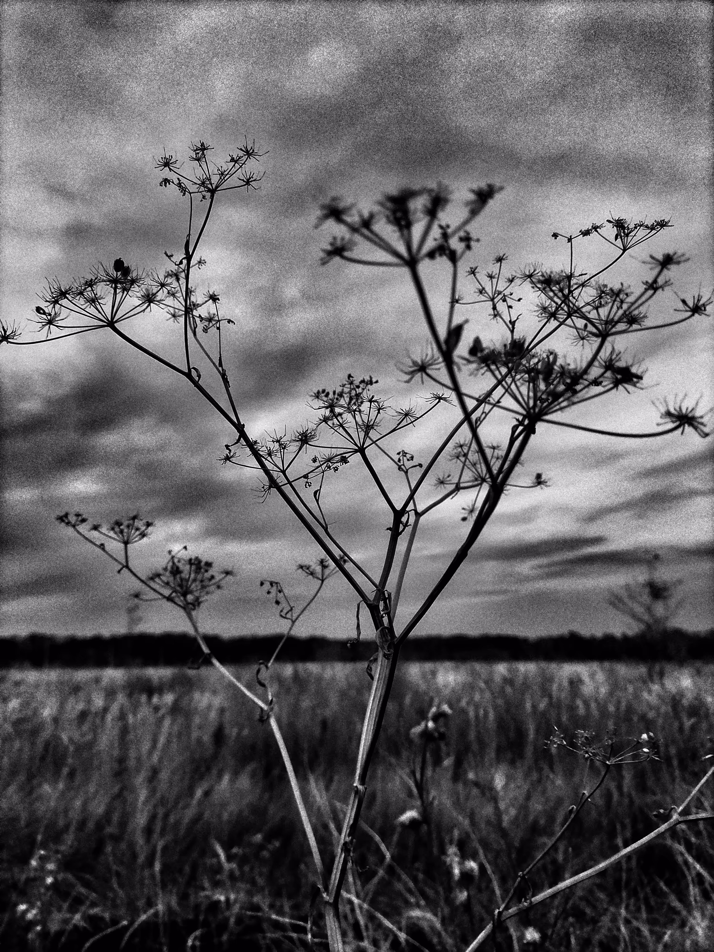 Hogweed