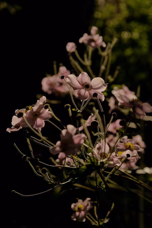 2. In bloom