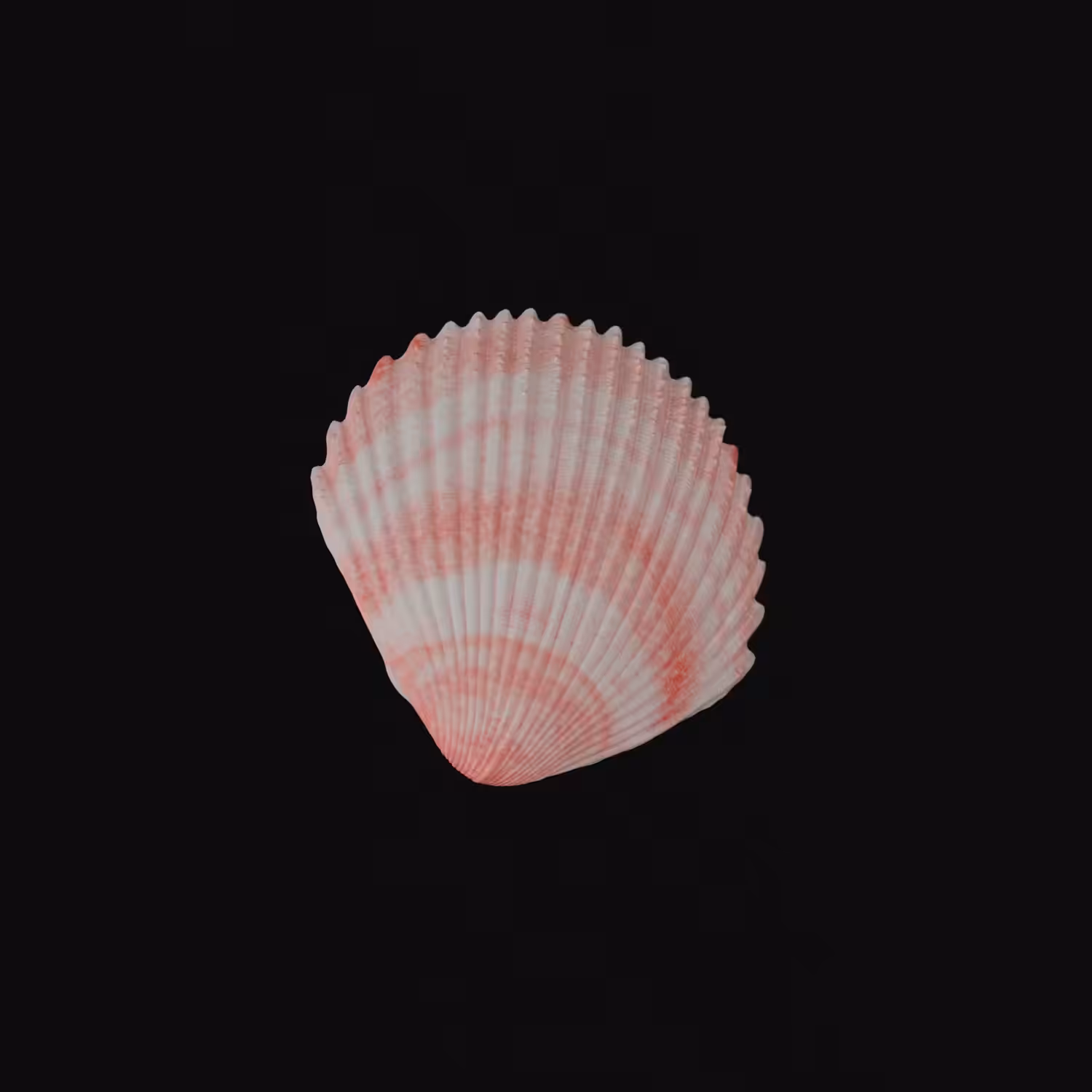 Shell from a trip to the beach