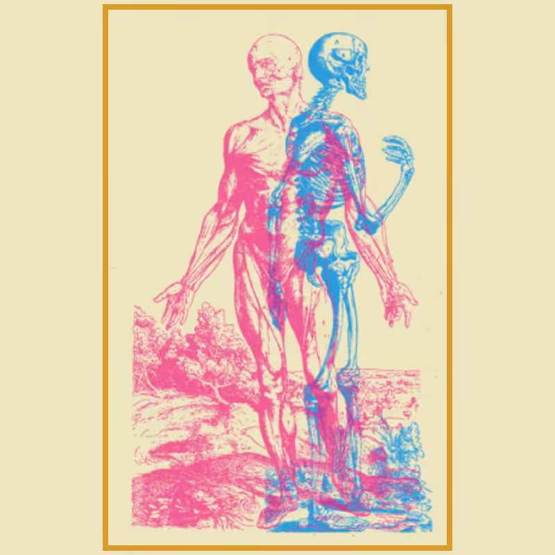 Anatomyk #2