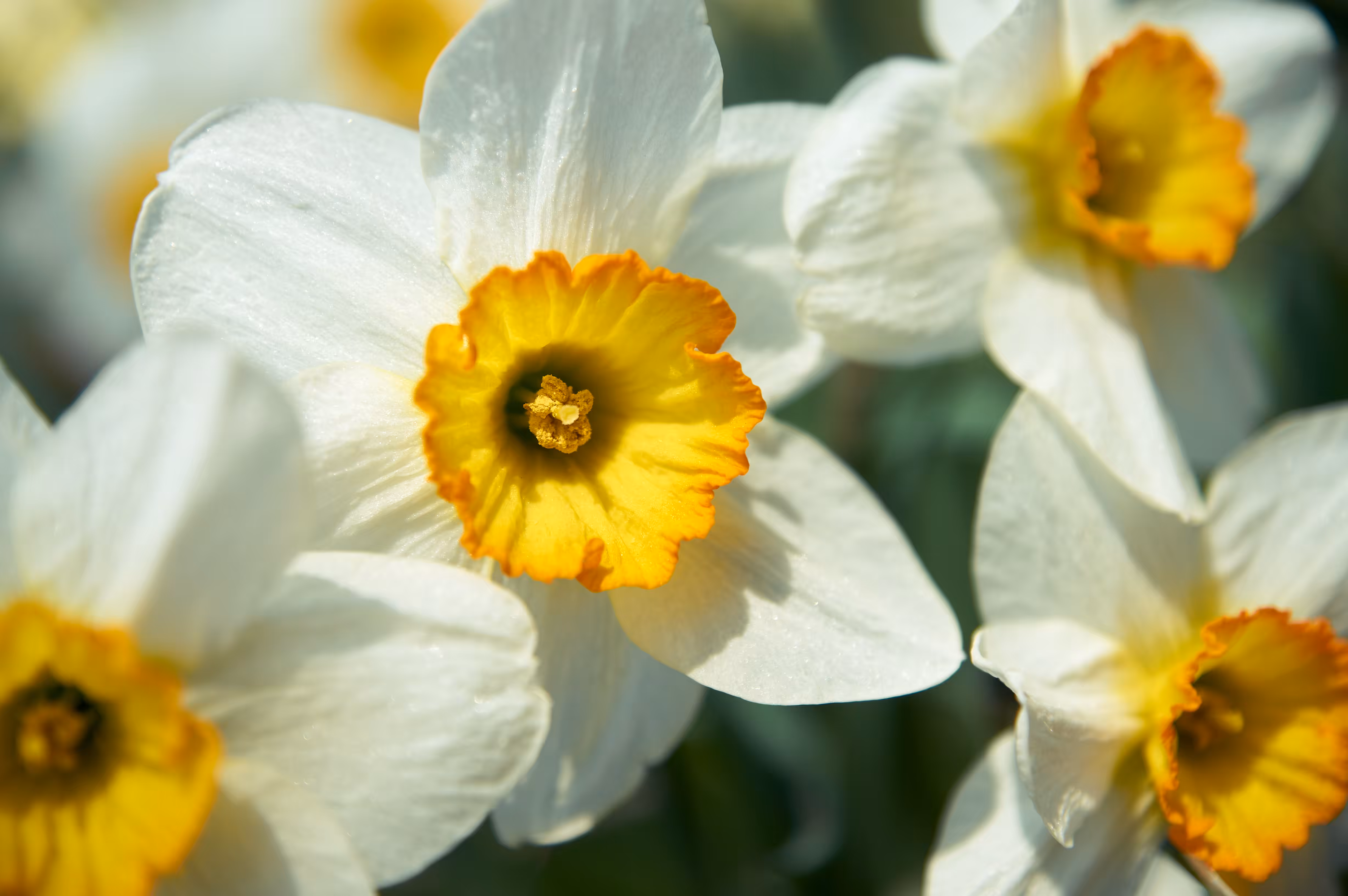 delightful daffodils