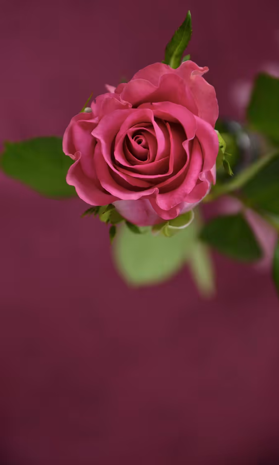 Rainbow Cascade 01 - Rose Pour