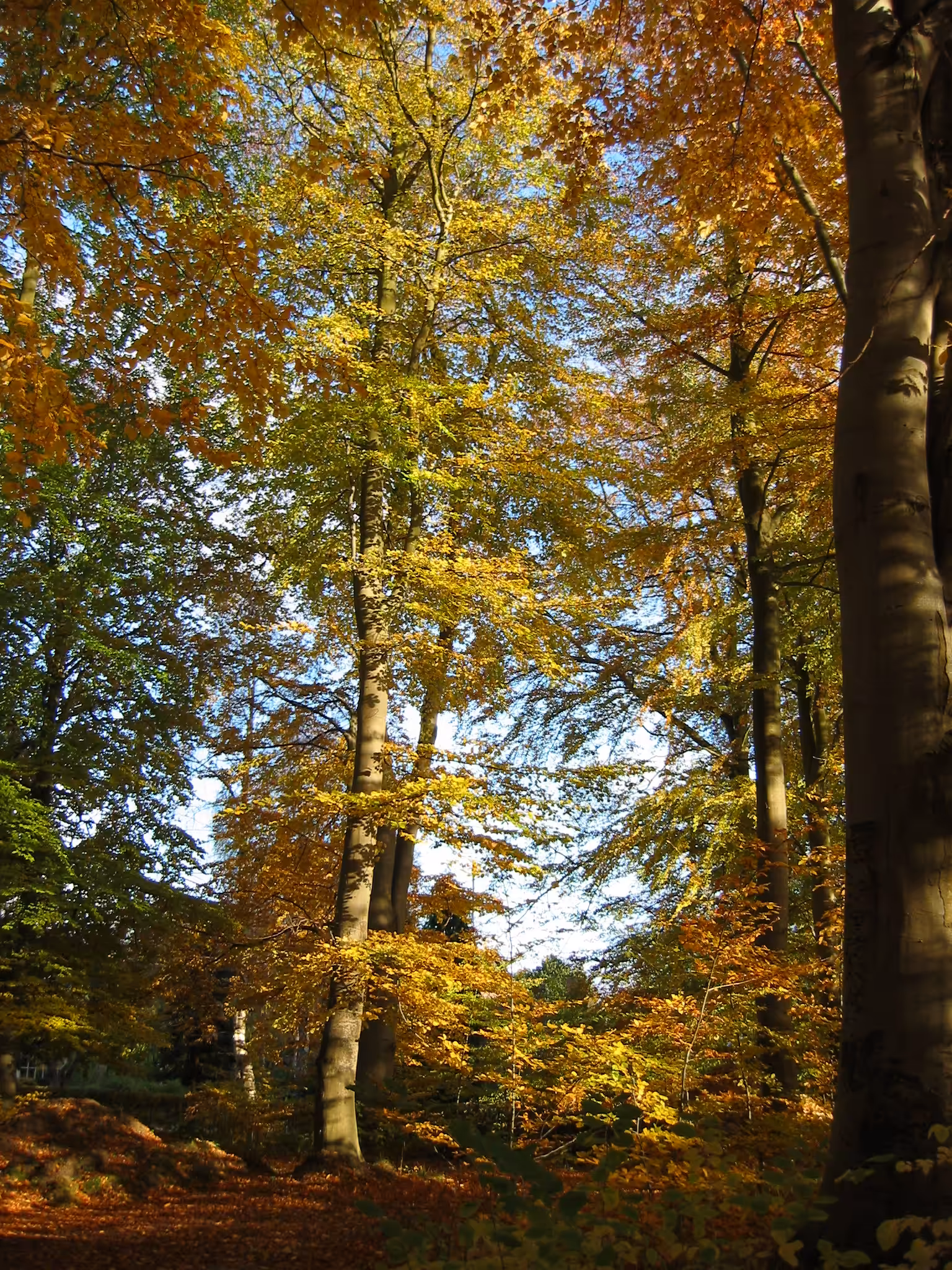 Autumn Splendor