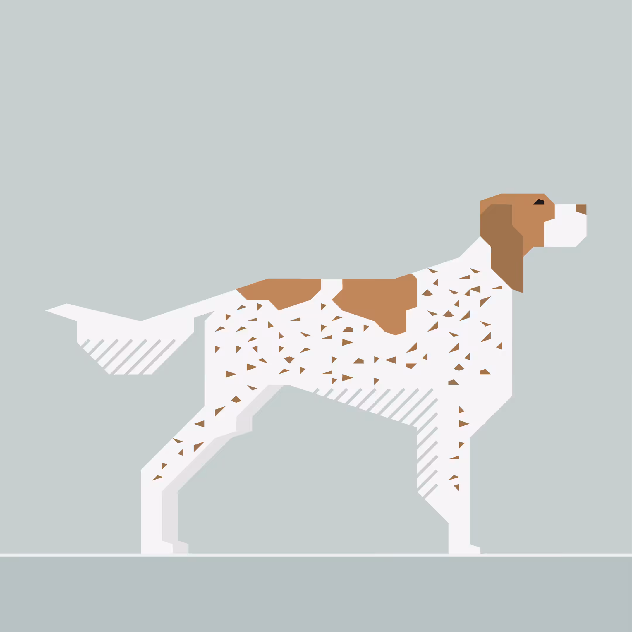 English Setter