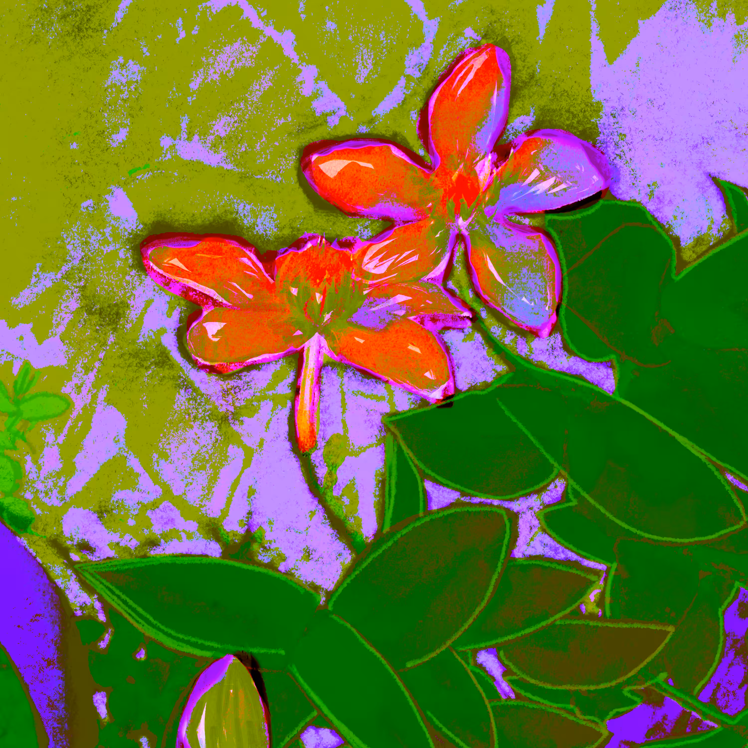 Lucid Bloom