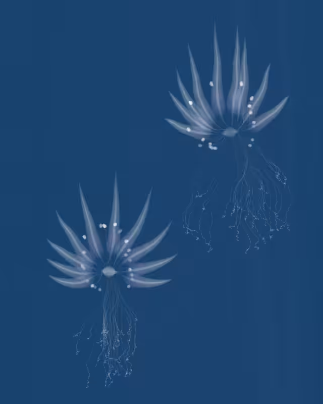 Cyanotypes #3