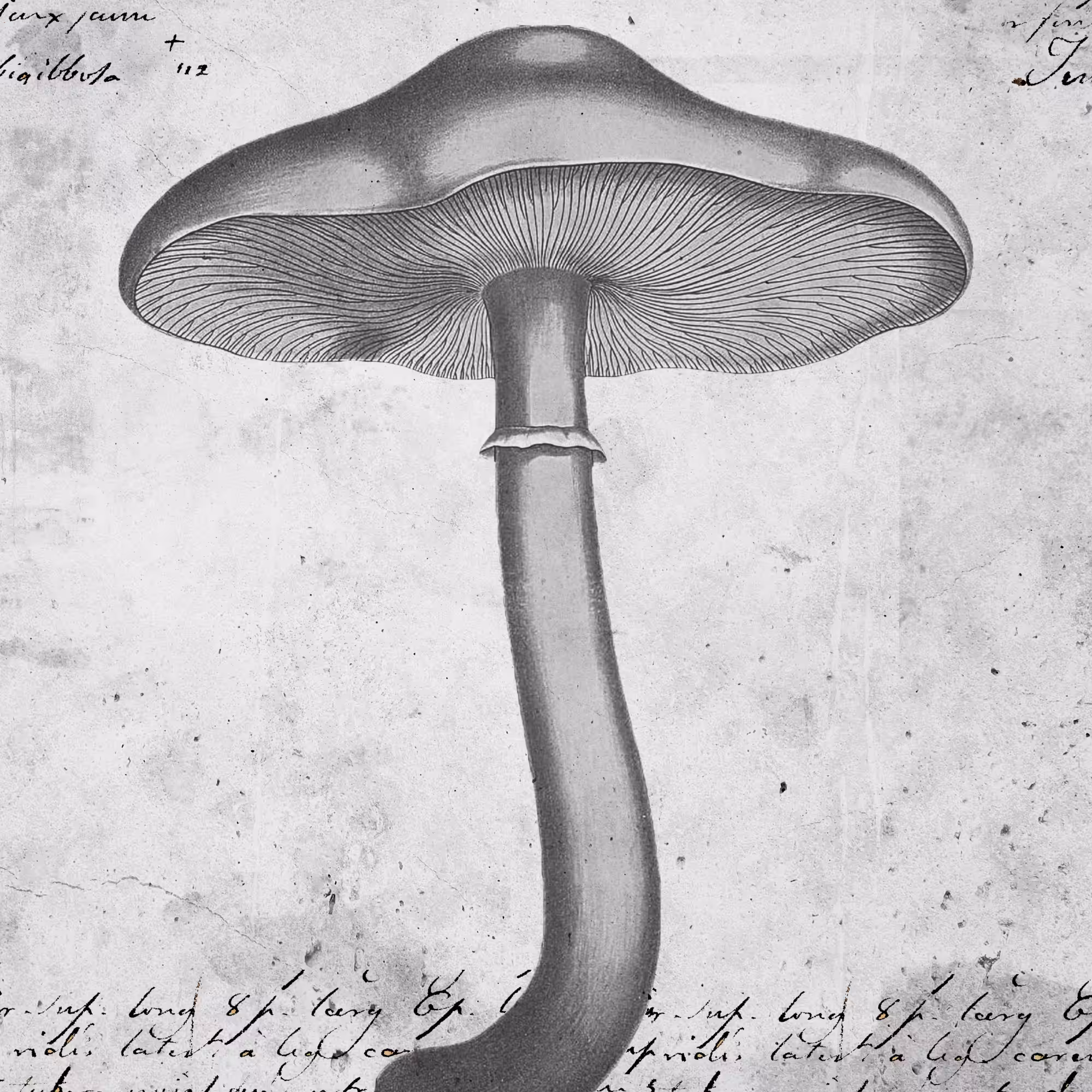 Fungus #1, Suillus Grevillei