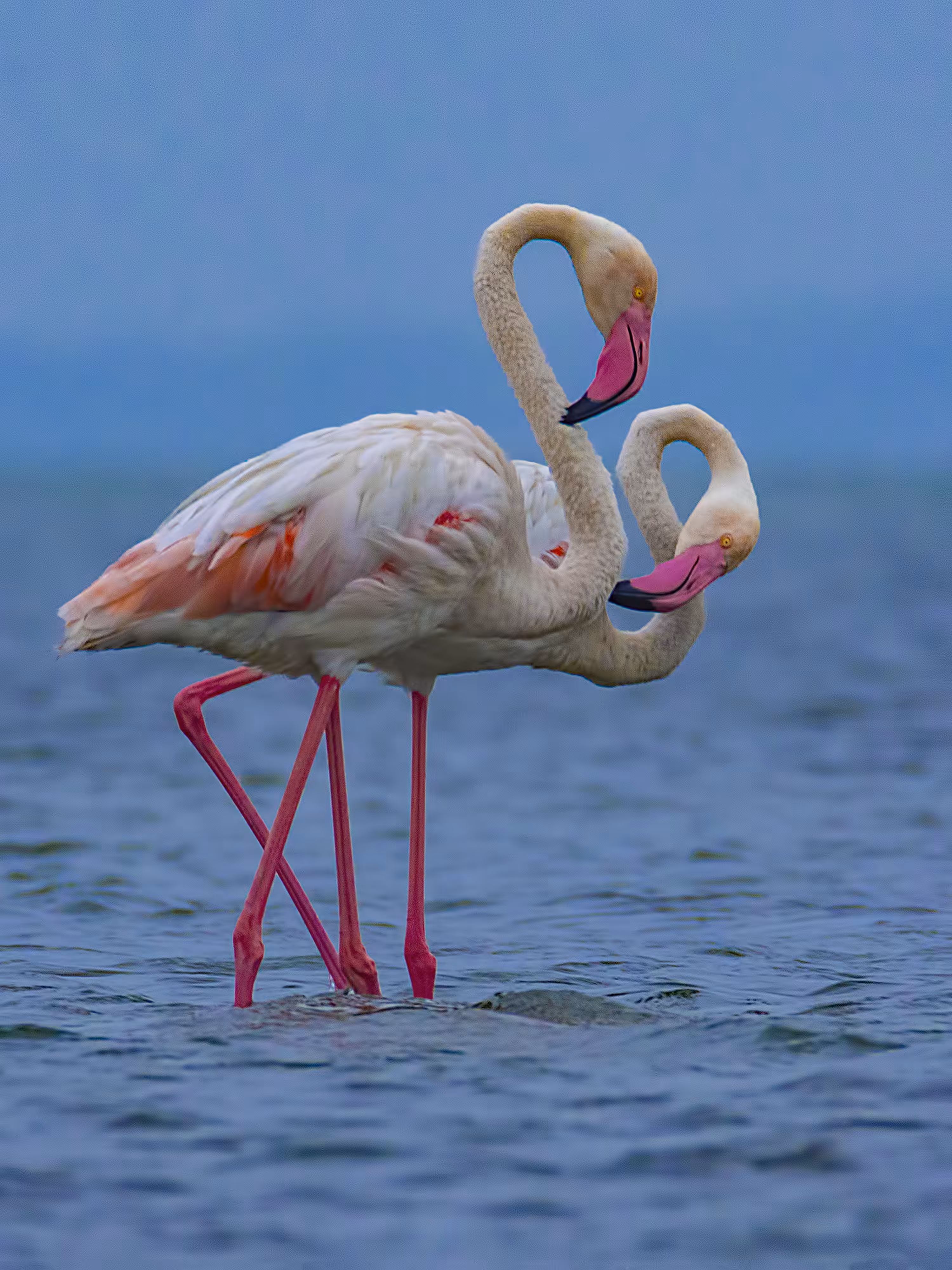 Greater Flamingos